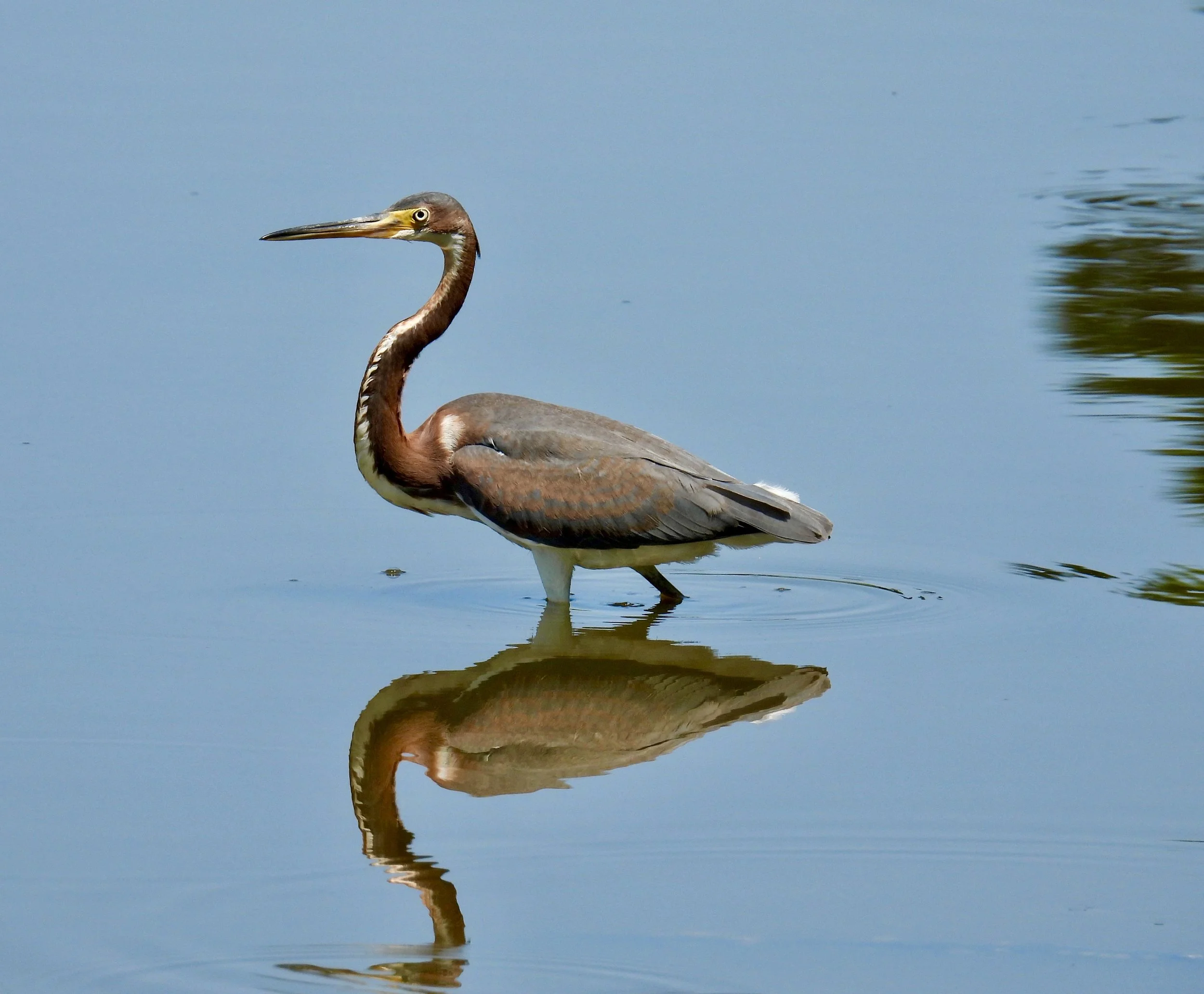 Tricolor Heron