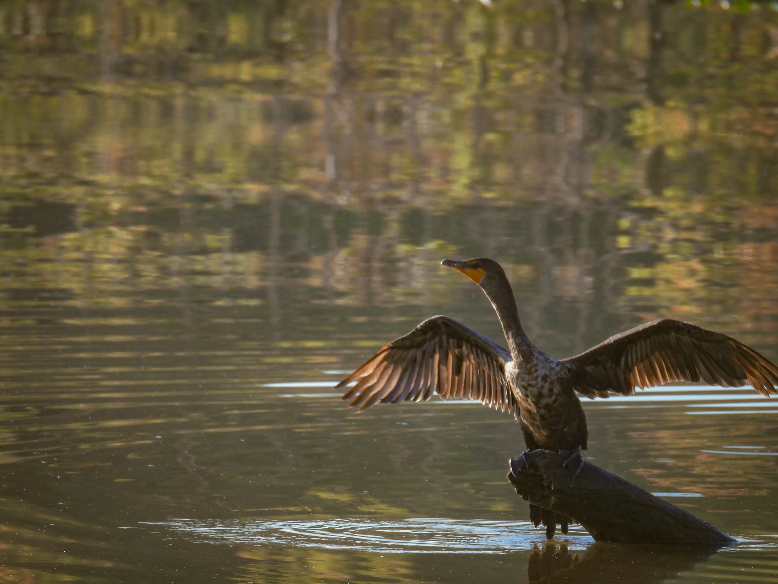 Double-crested Cormorant