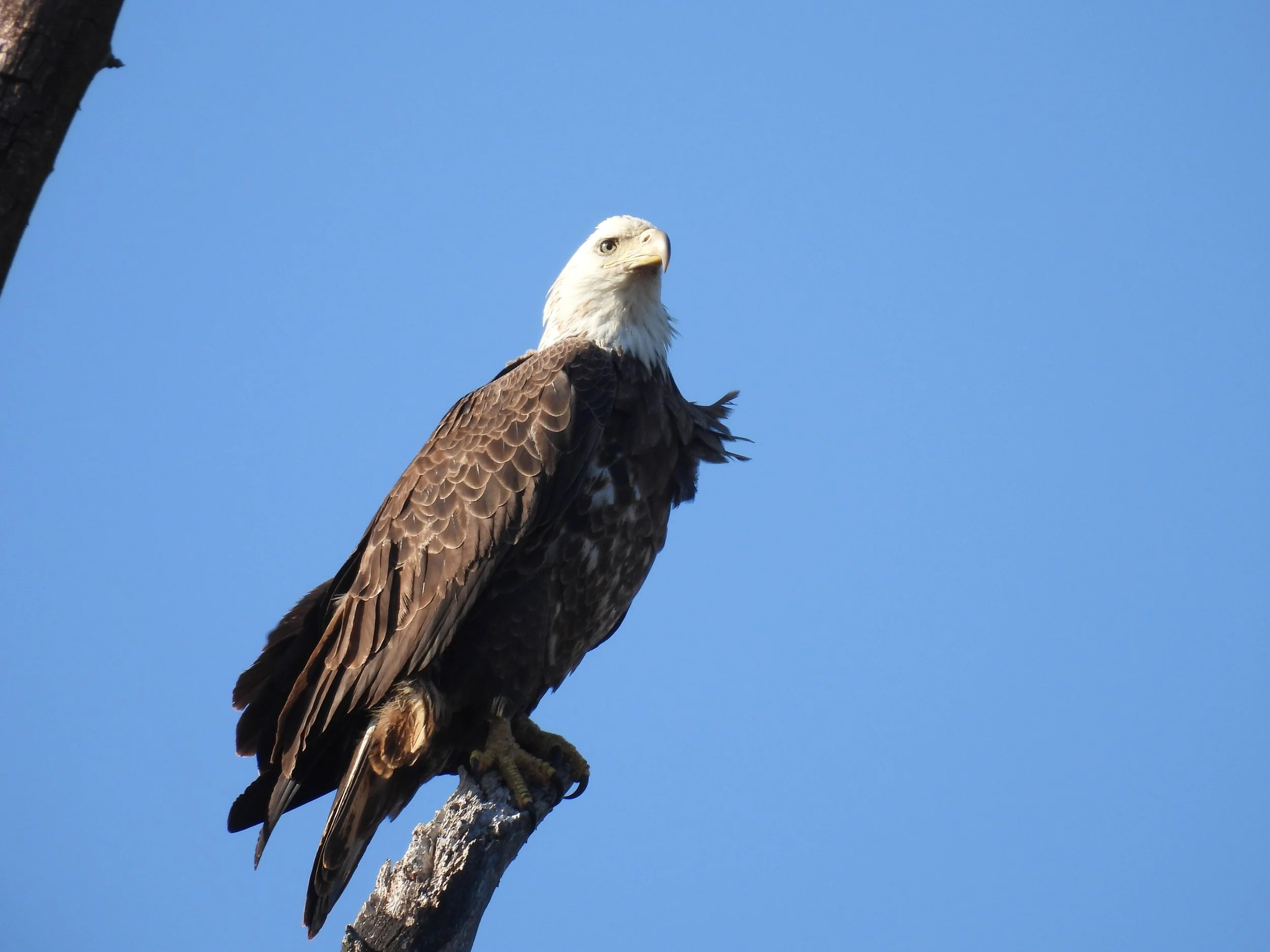 Bald Eagle - ID - BAEA148