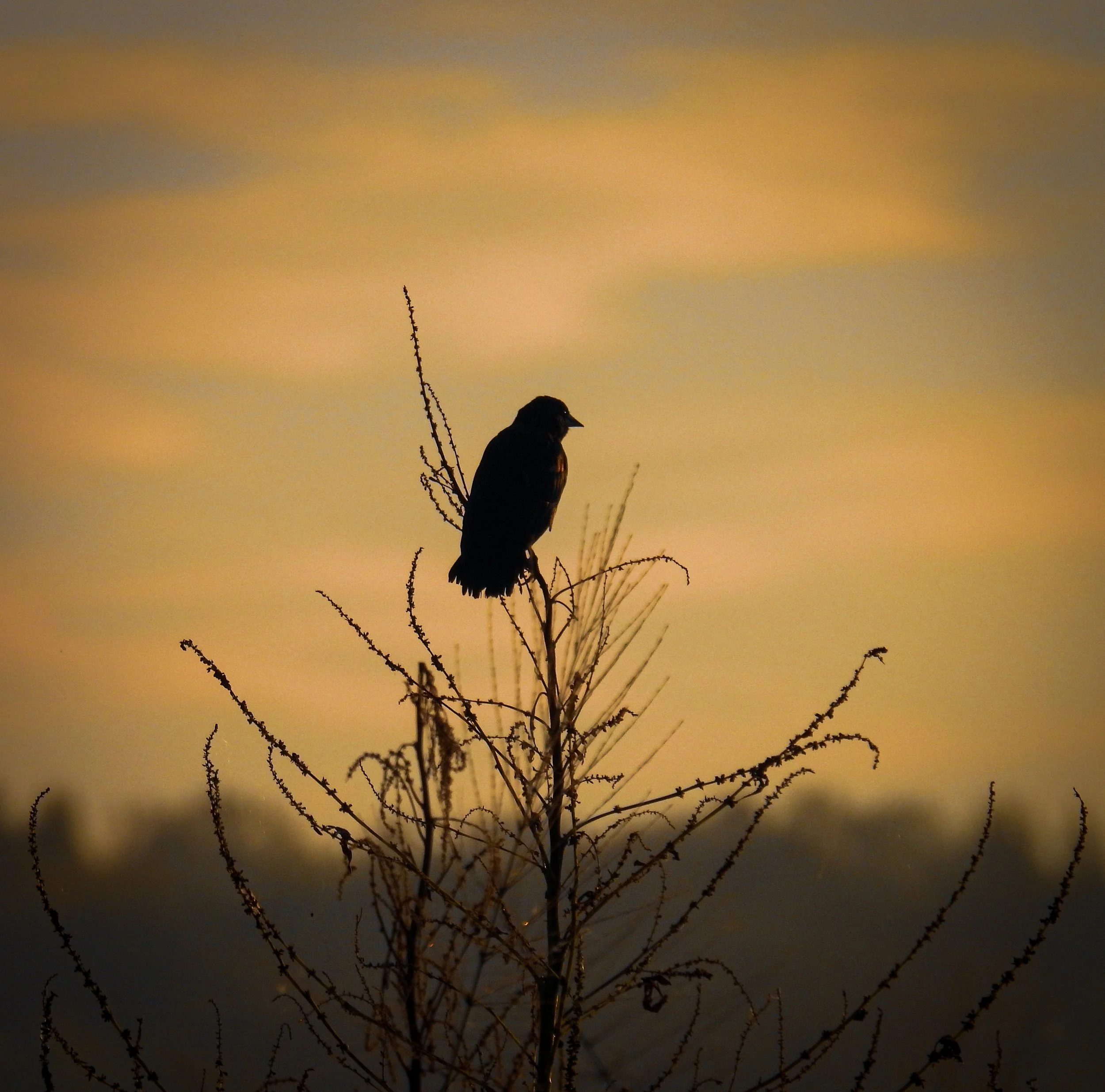 Red-winged Blackbird