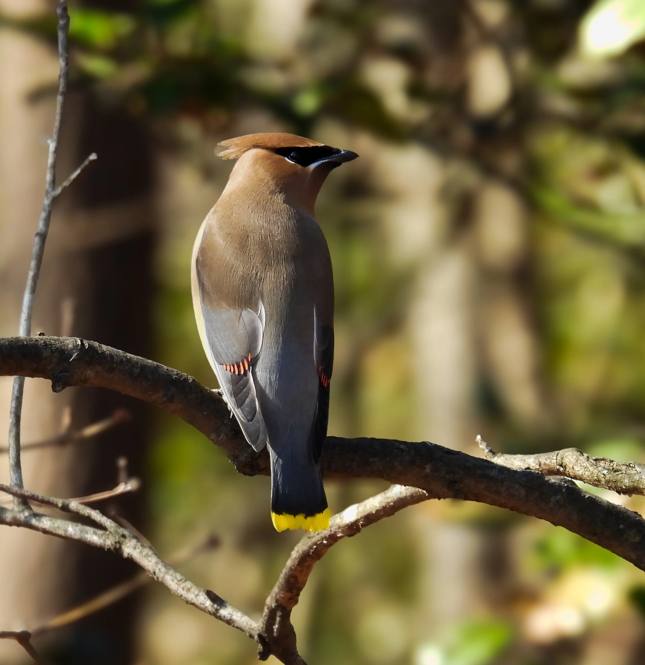 Cedar Waxwing