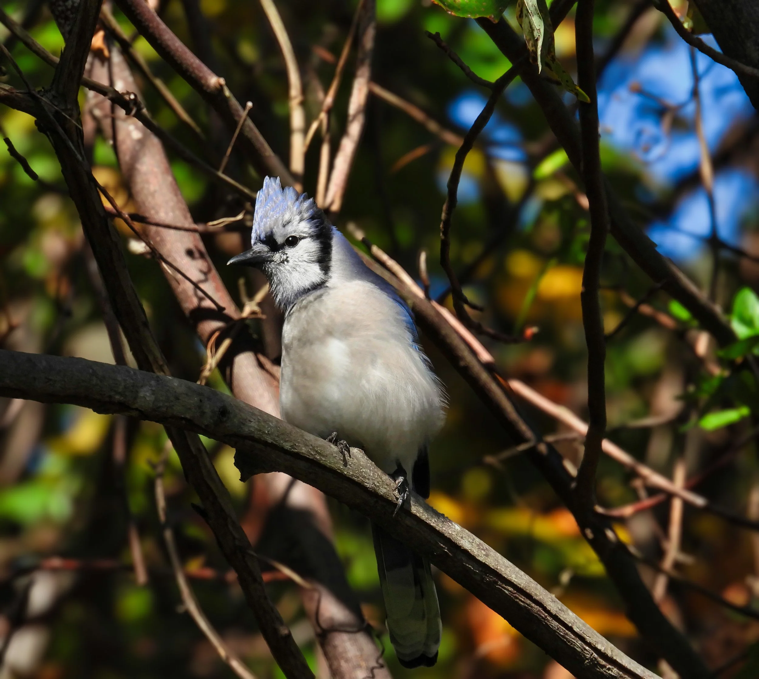 Blue Jay - ID - BLJA14new