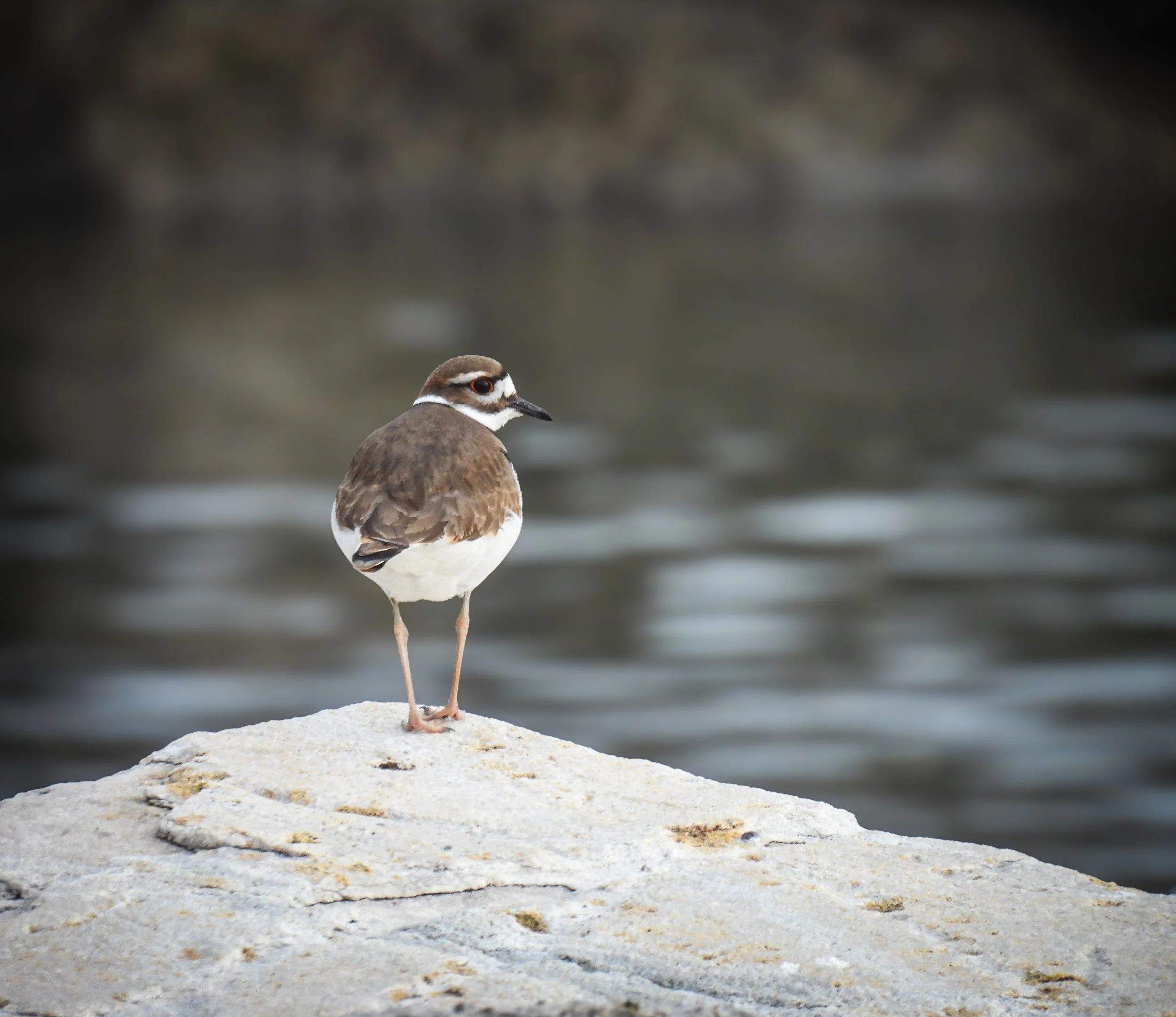 Killdeer - ID- KILL22