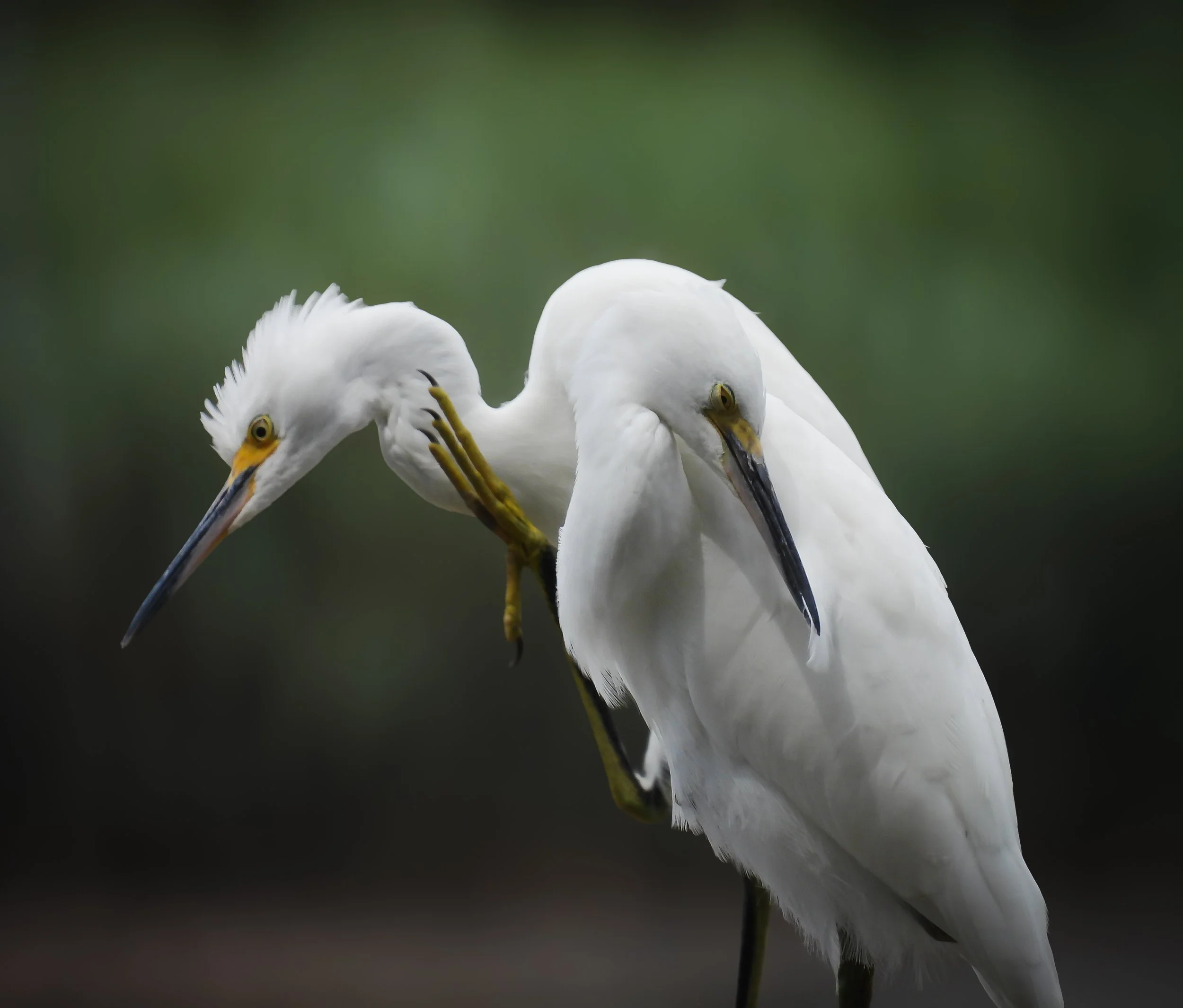 ID - SNEG178