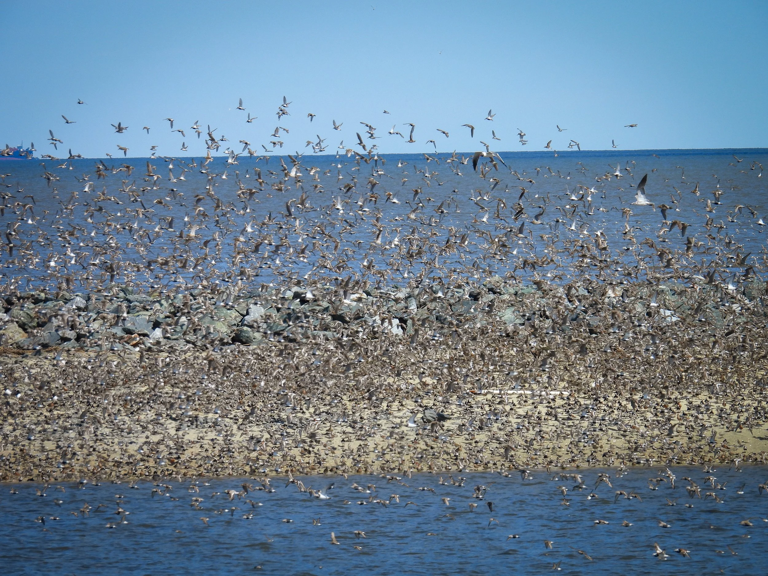 ID - shorebirds33