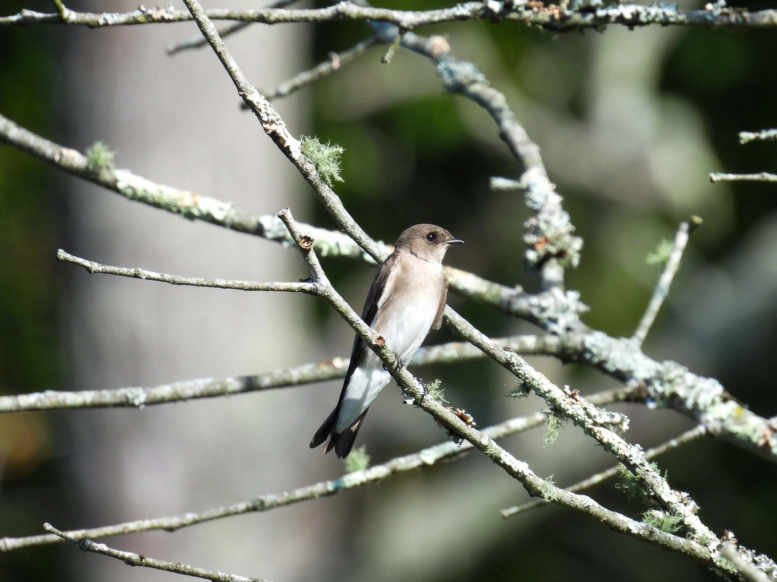 Northern Rough-winged Swallow