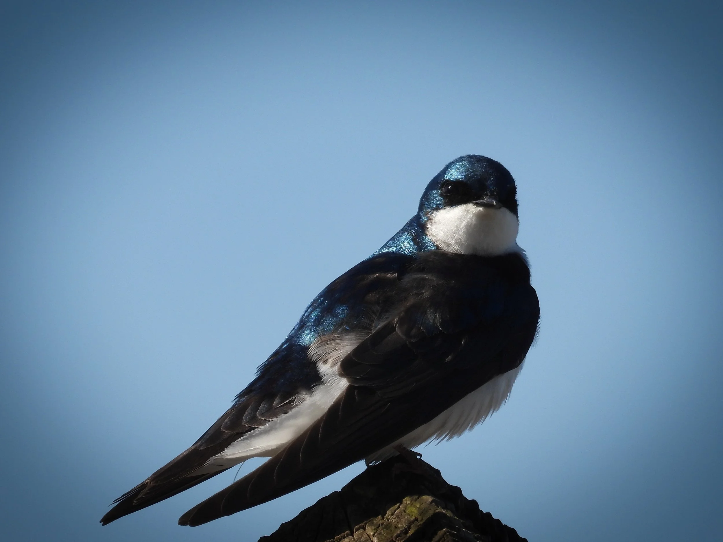 Tree Swallow