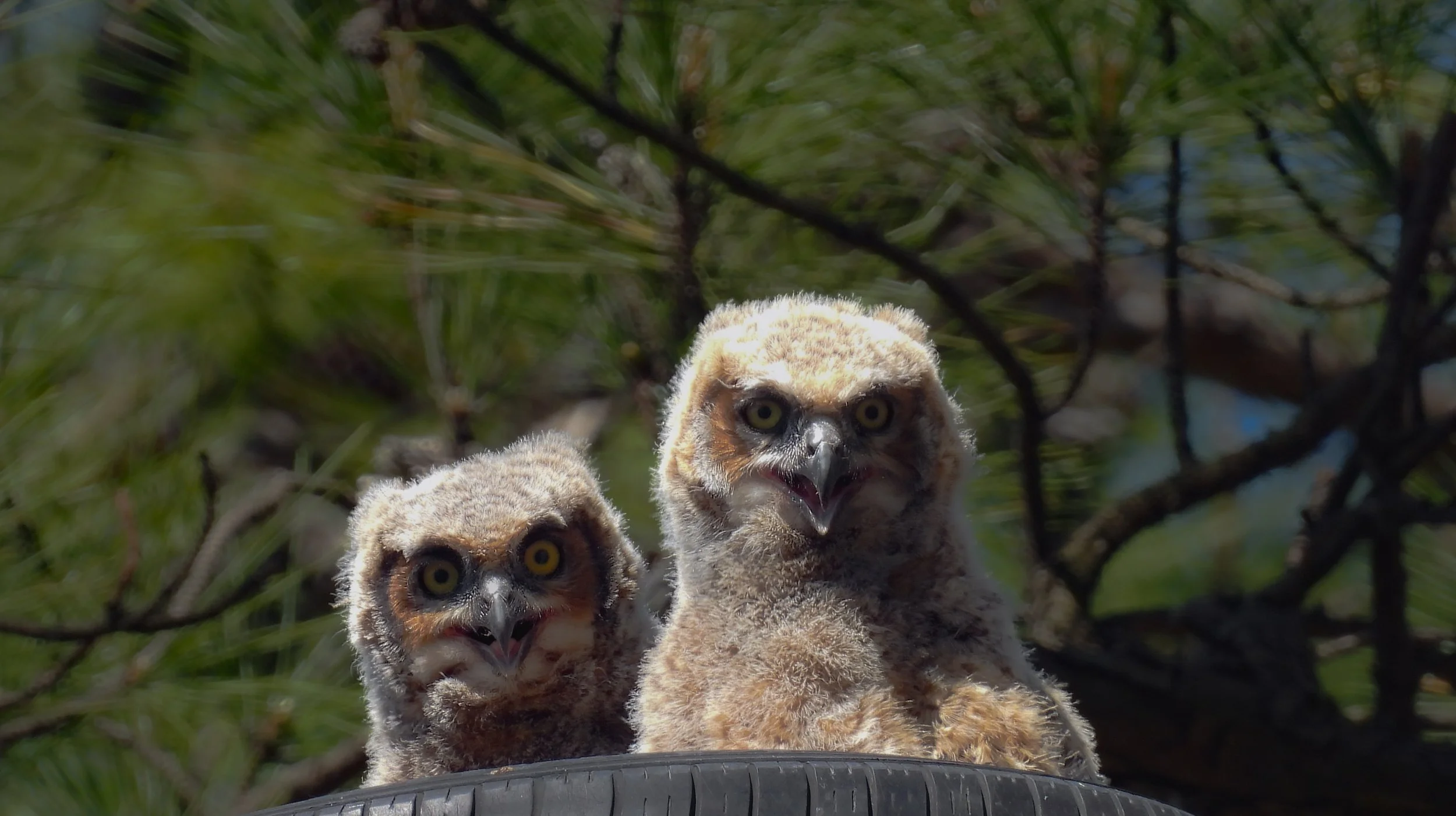 Two juvenile hawks perched on a black tire, looking directly at the camera, with green pine branches in the background.