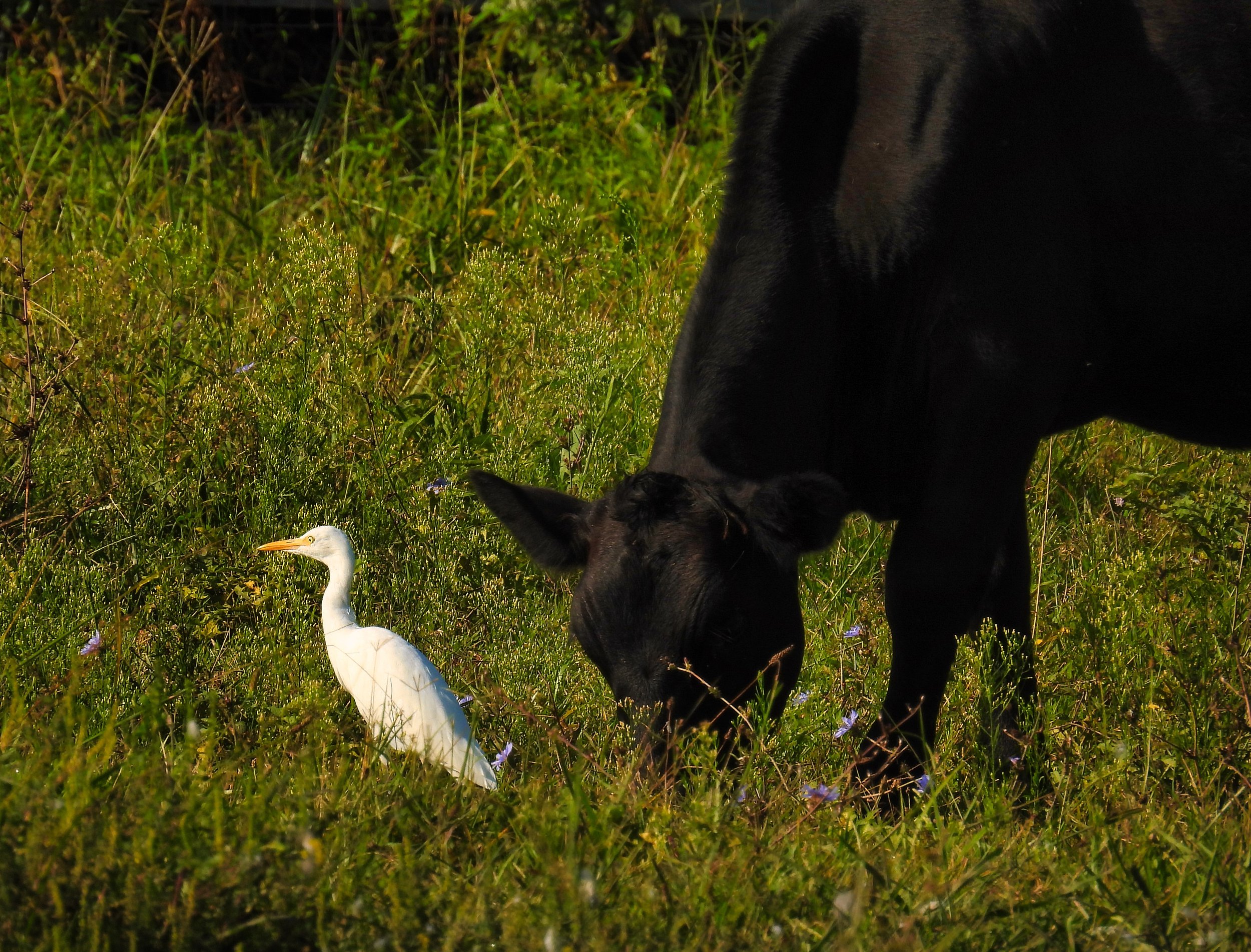 Cattle Egret