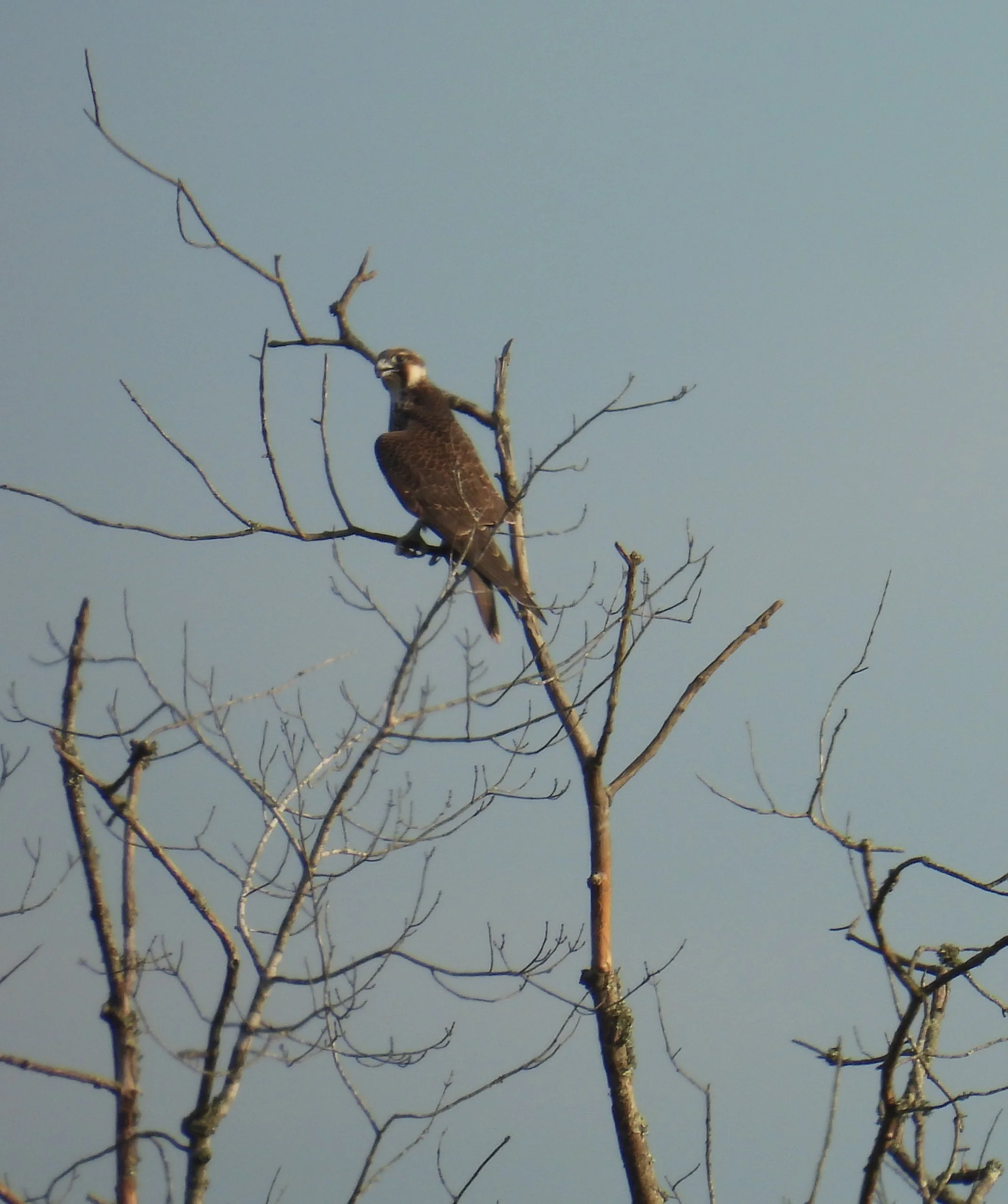 Peregrine Falcon