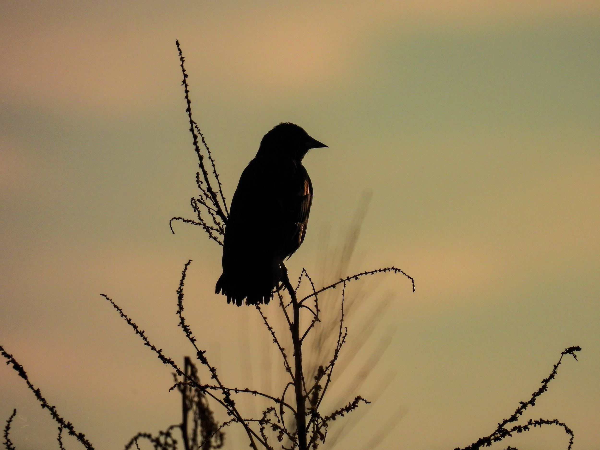 Red-winged Blackbird