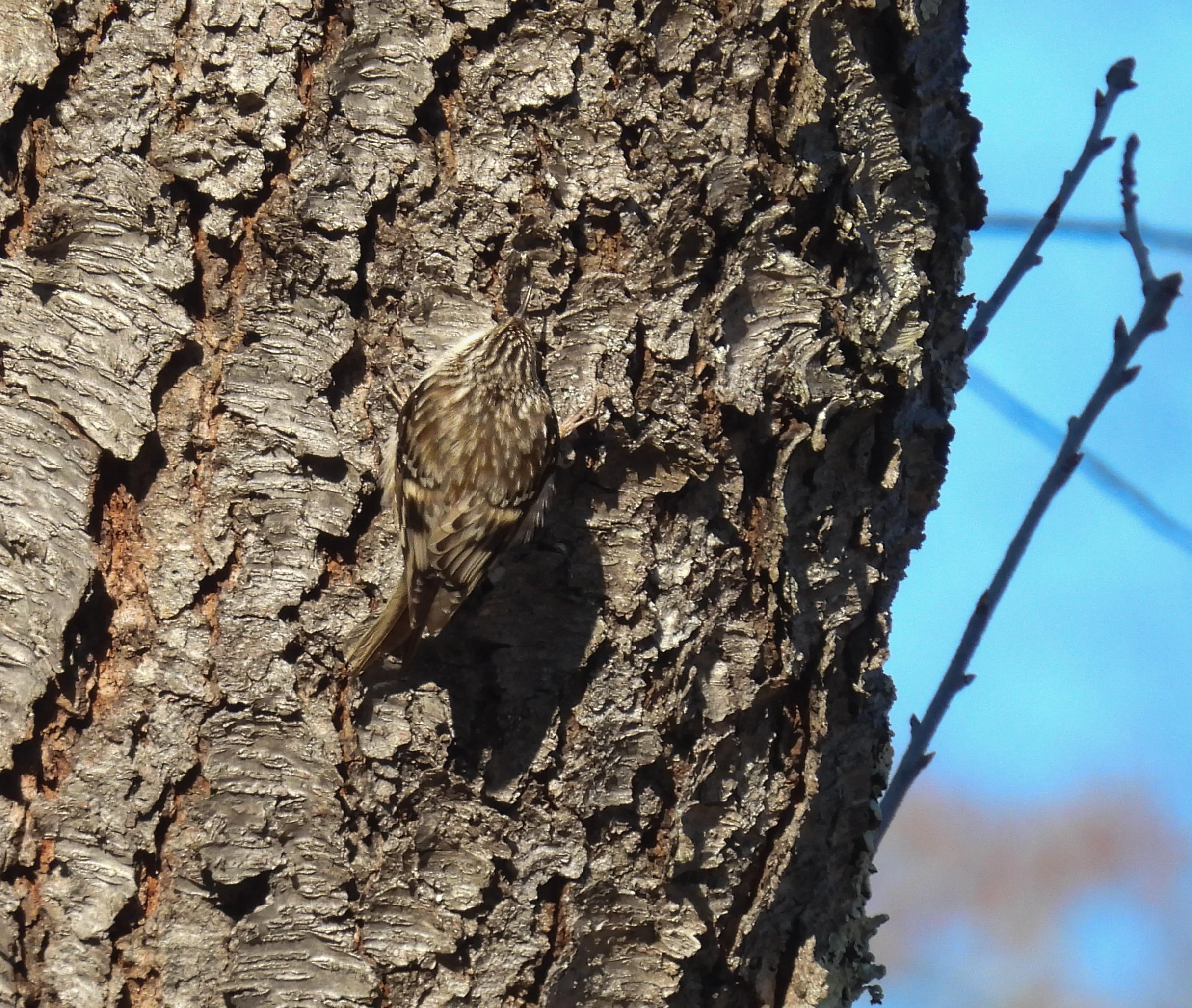 Brown Creeper - ID - BRCR22