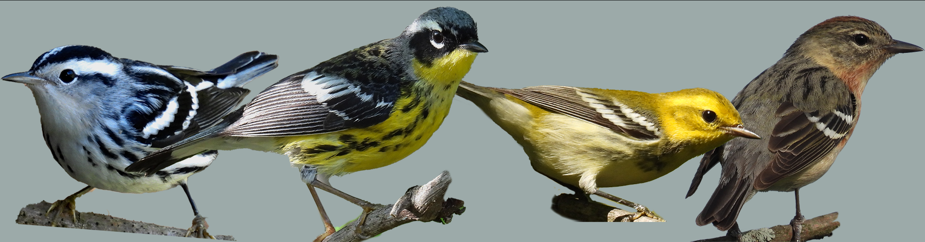 Four different species of small songbirds perched on a branch, each with distinct plumage patterns and colors.