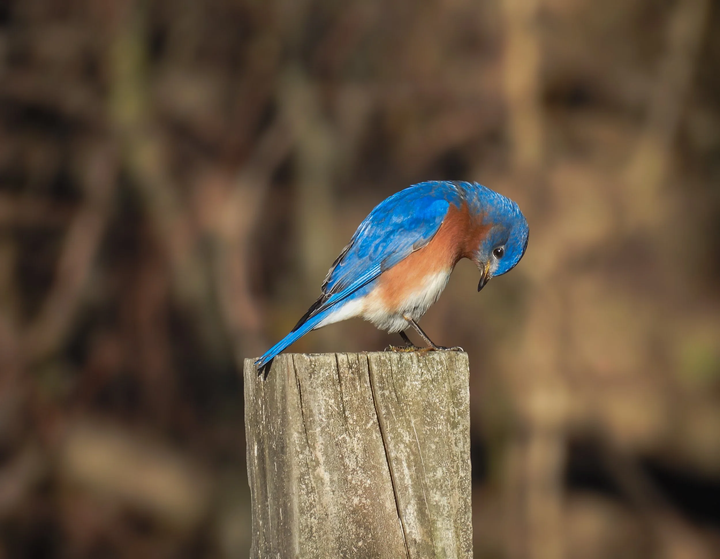 Eastern Bluebird - ID - EABL72new