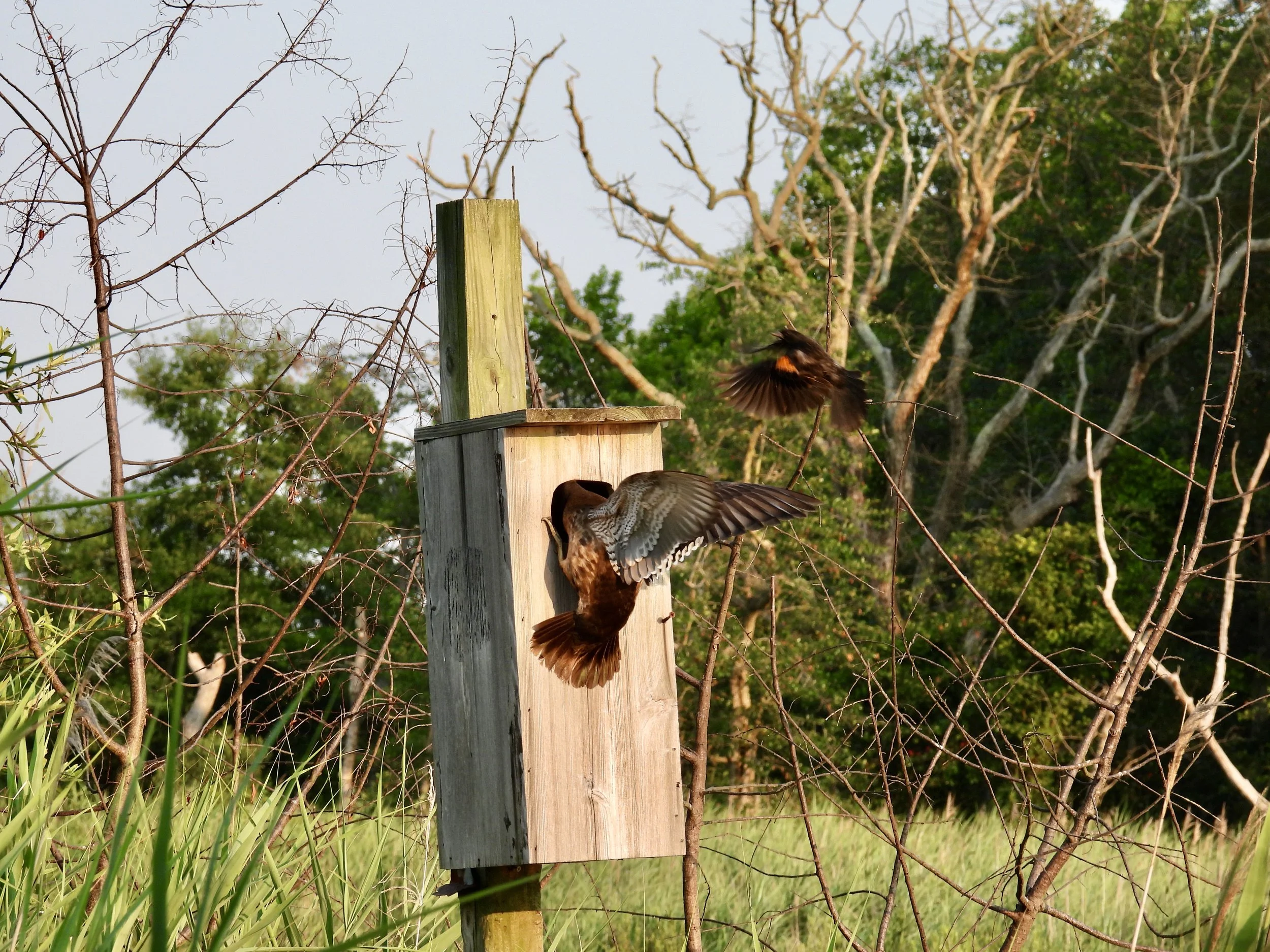 A wooden birdhouse on a pole with two birds flying near it in a natural outdoor setting with leafless trees and green grass.