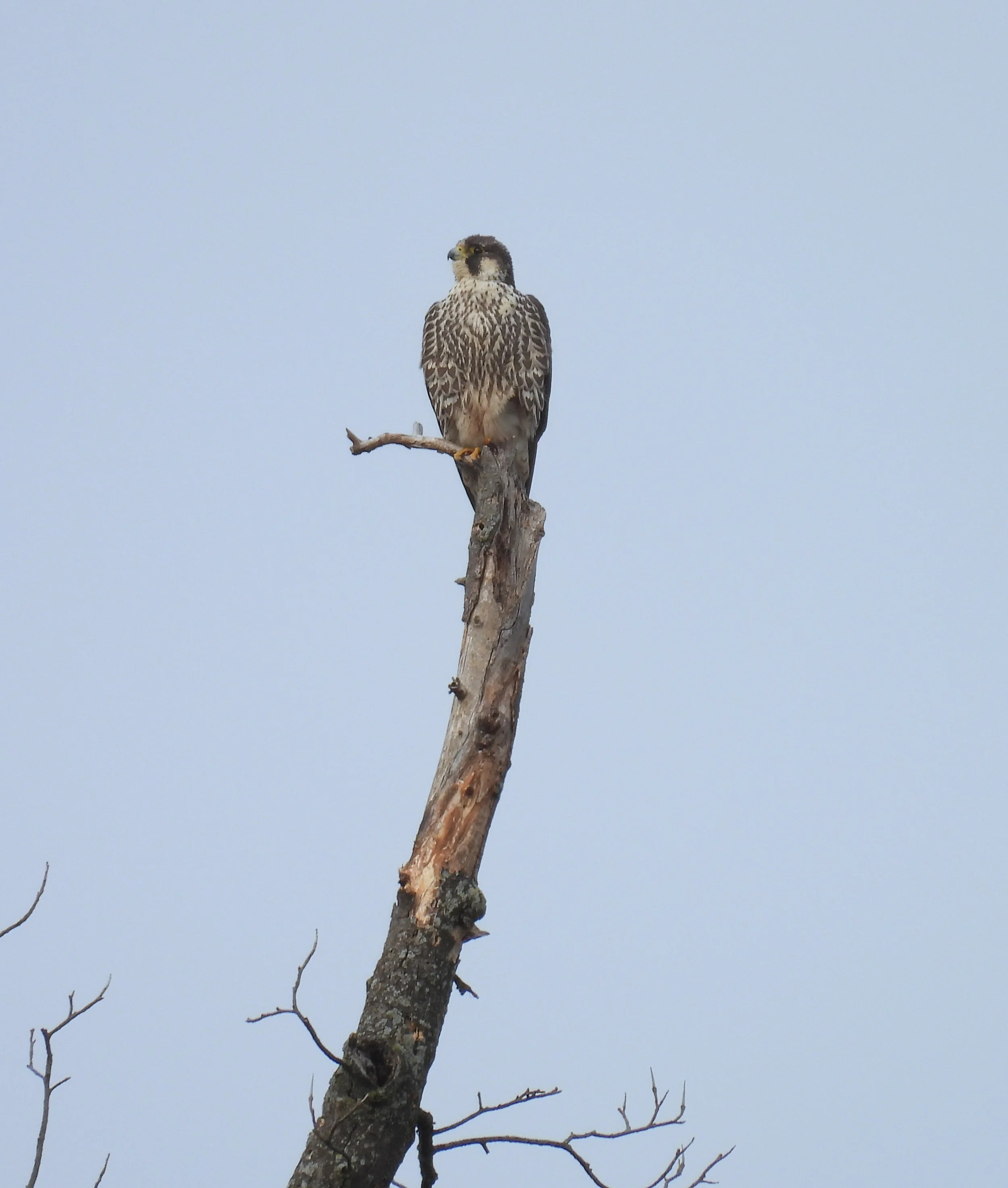 Peregrine Falcon-ID - PEFA38
