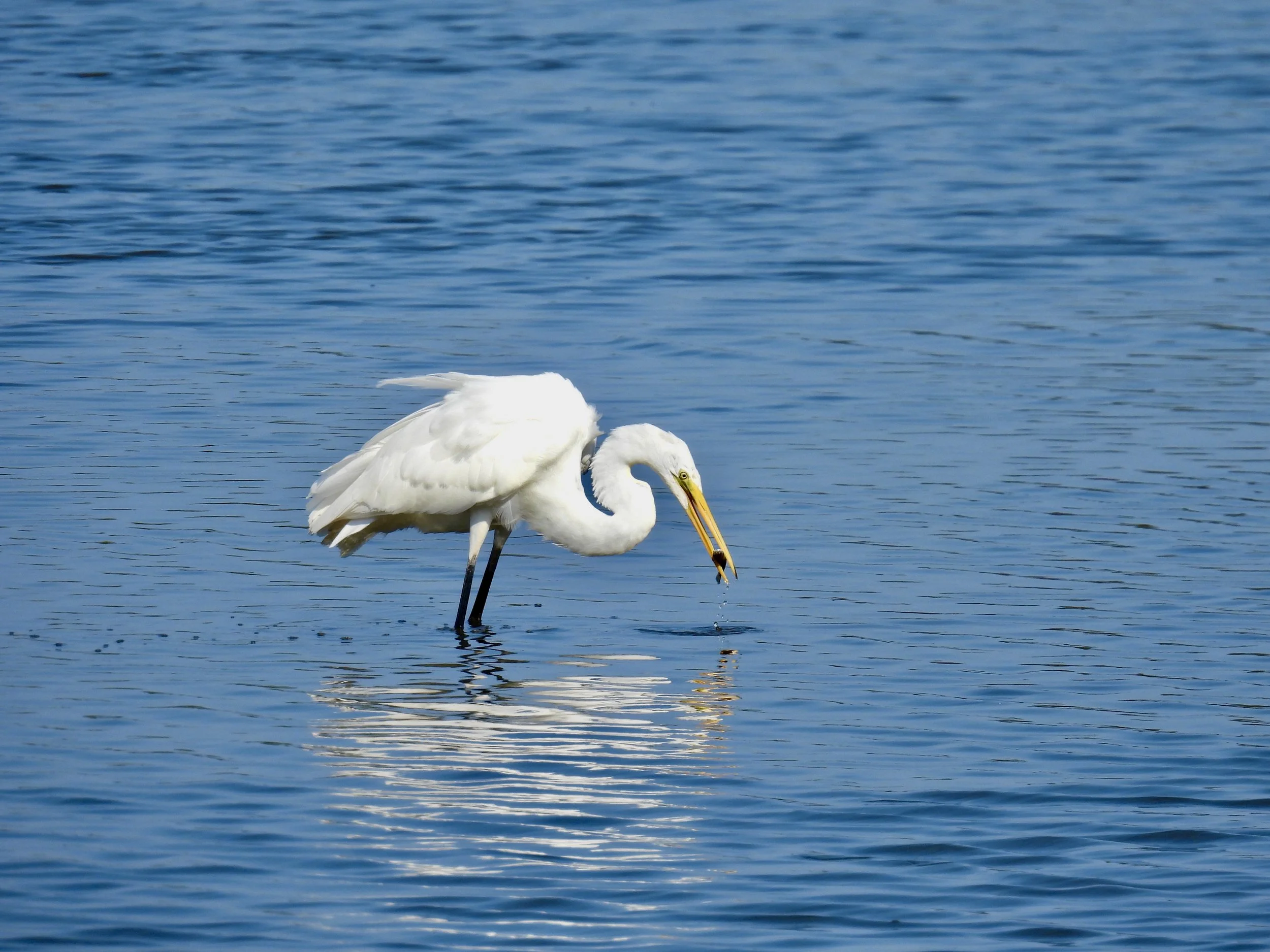 Great Egret