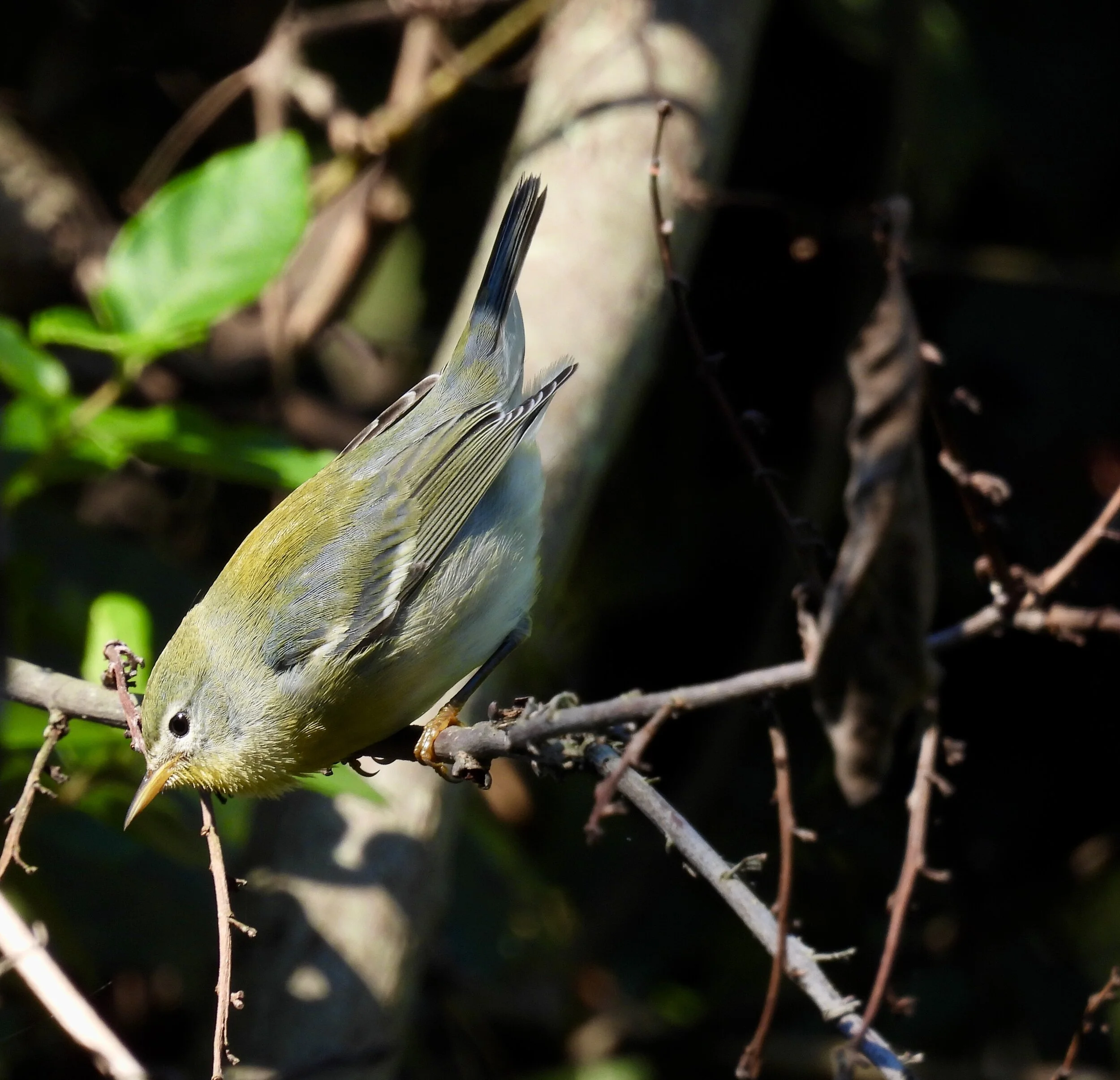 ID - NOPA4 - QAC-09-27-21/F