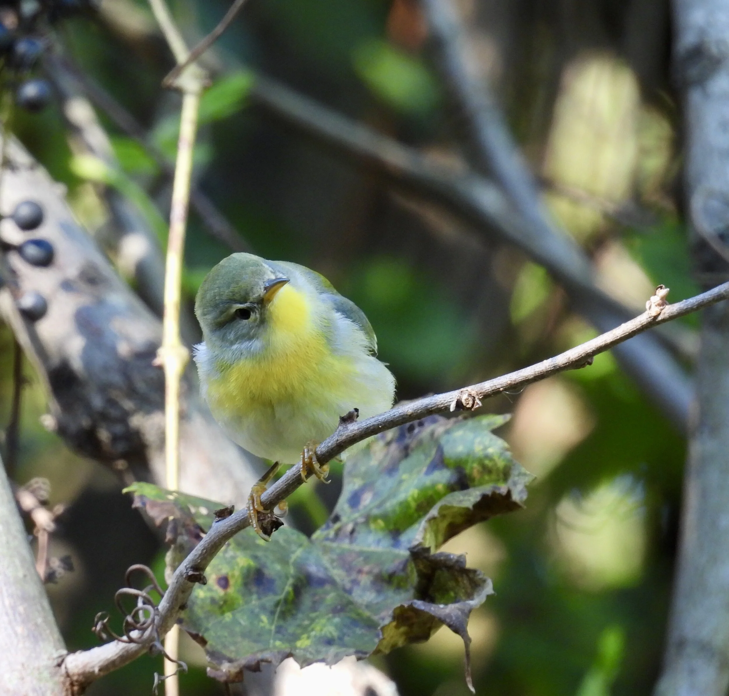 ID - NOPA5 - QAC-09-27-21/F