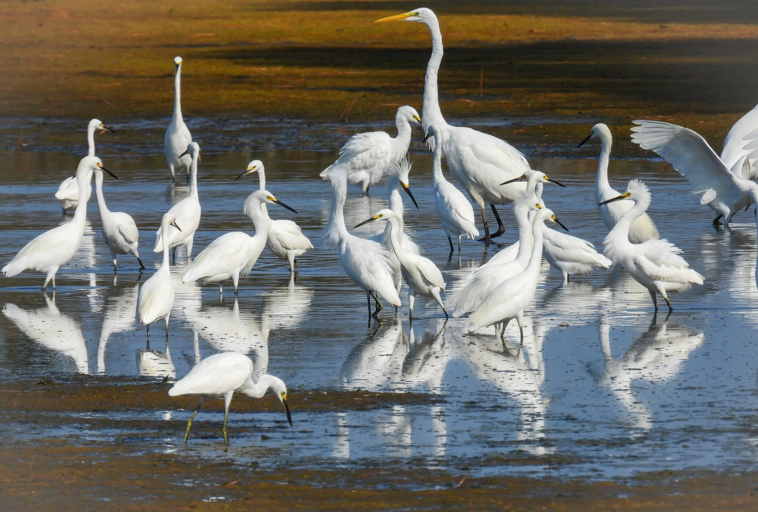 ID - shorebirds17
