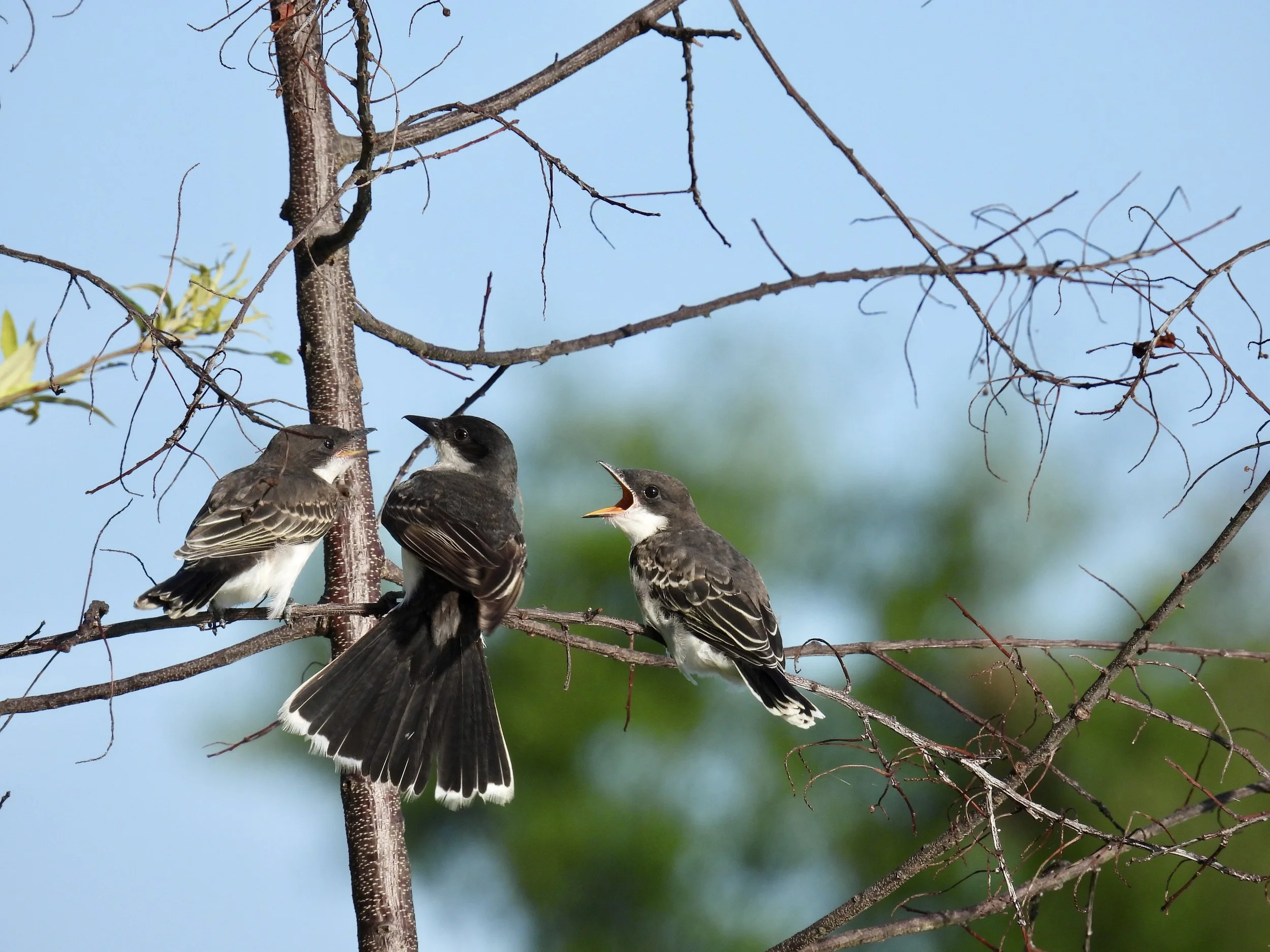 Eastern Kingbirds