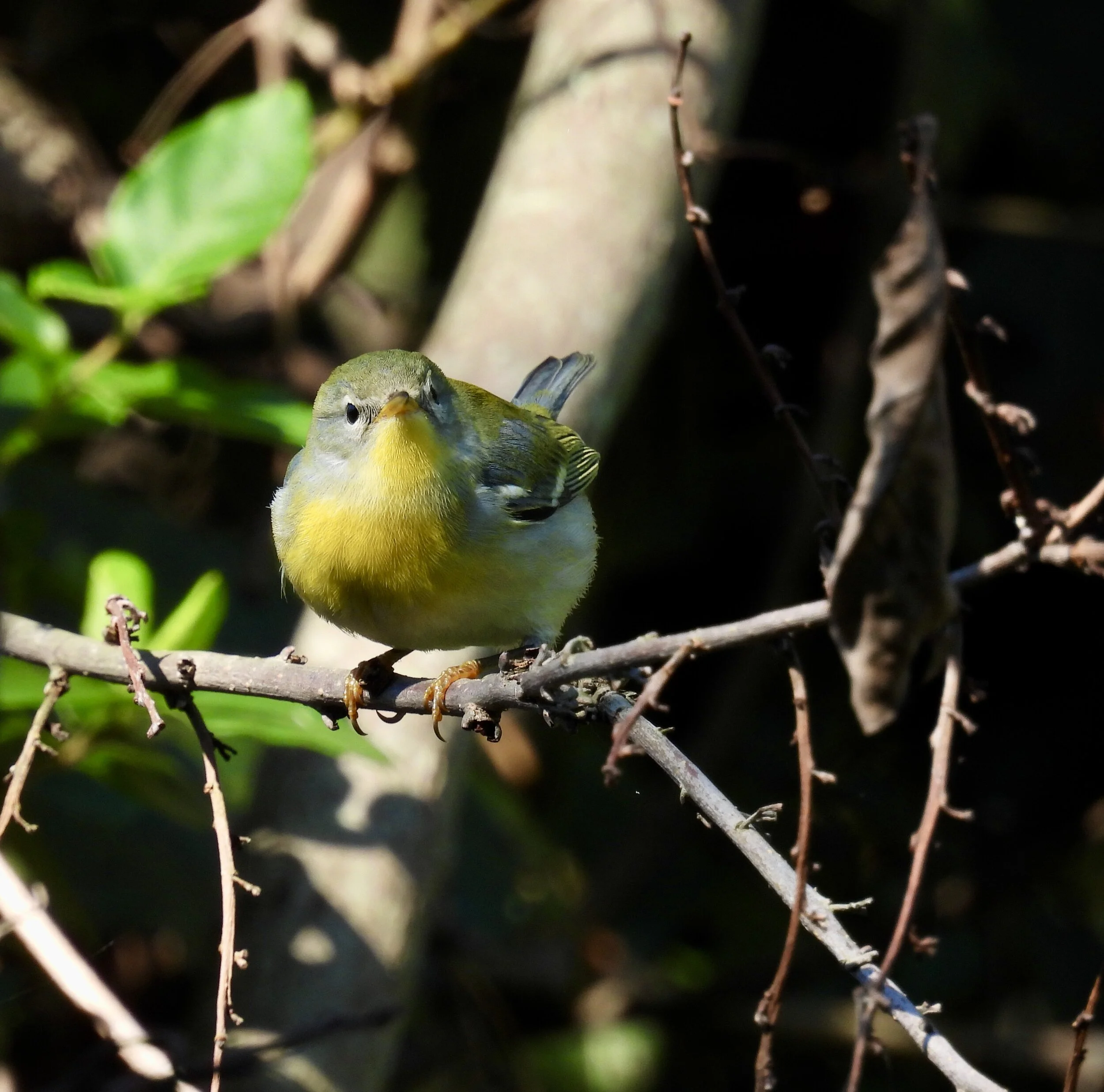 ID - NOPA3 - QAC-09-27-21/F