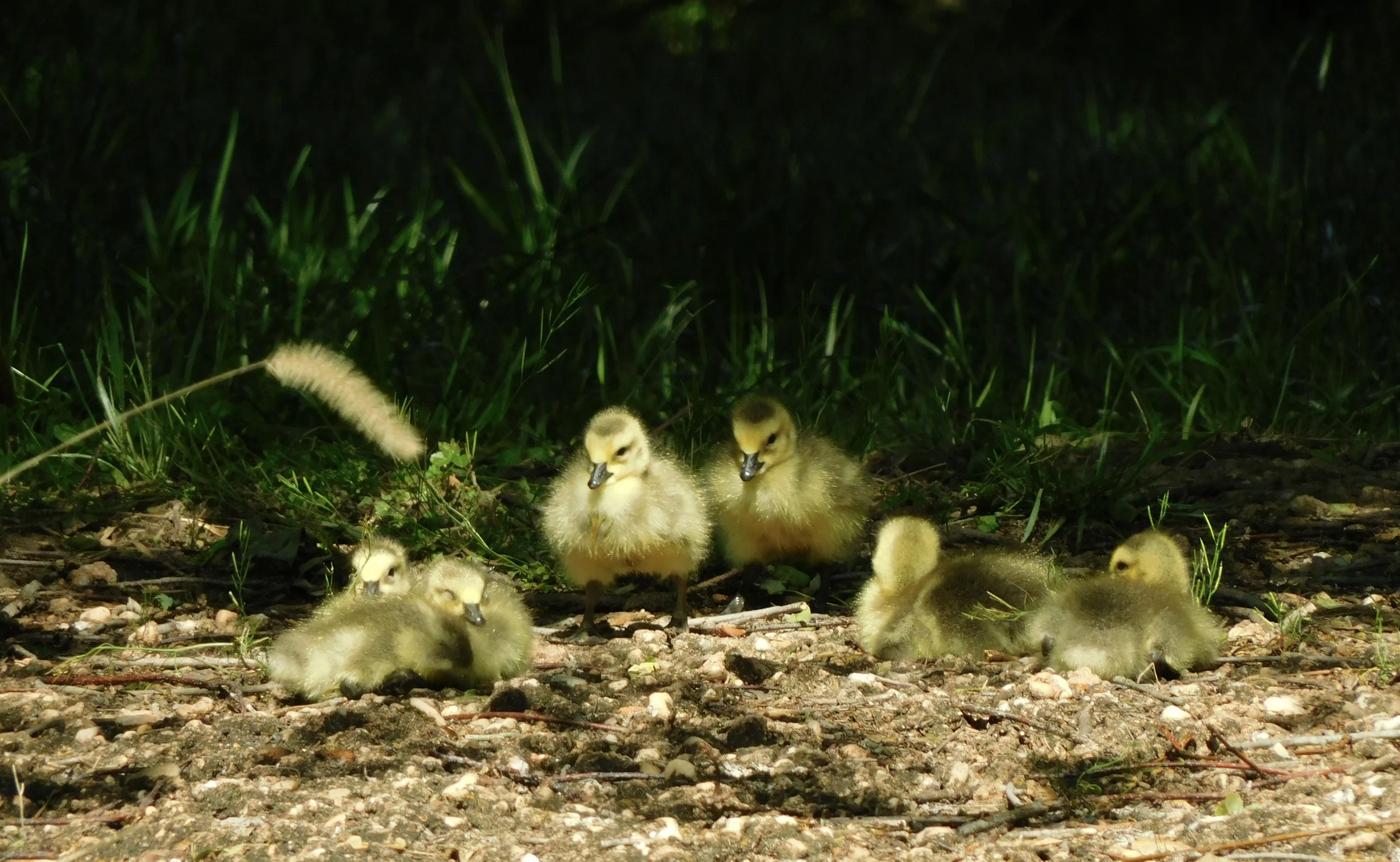 Canada Gosling