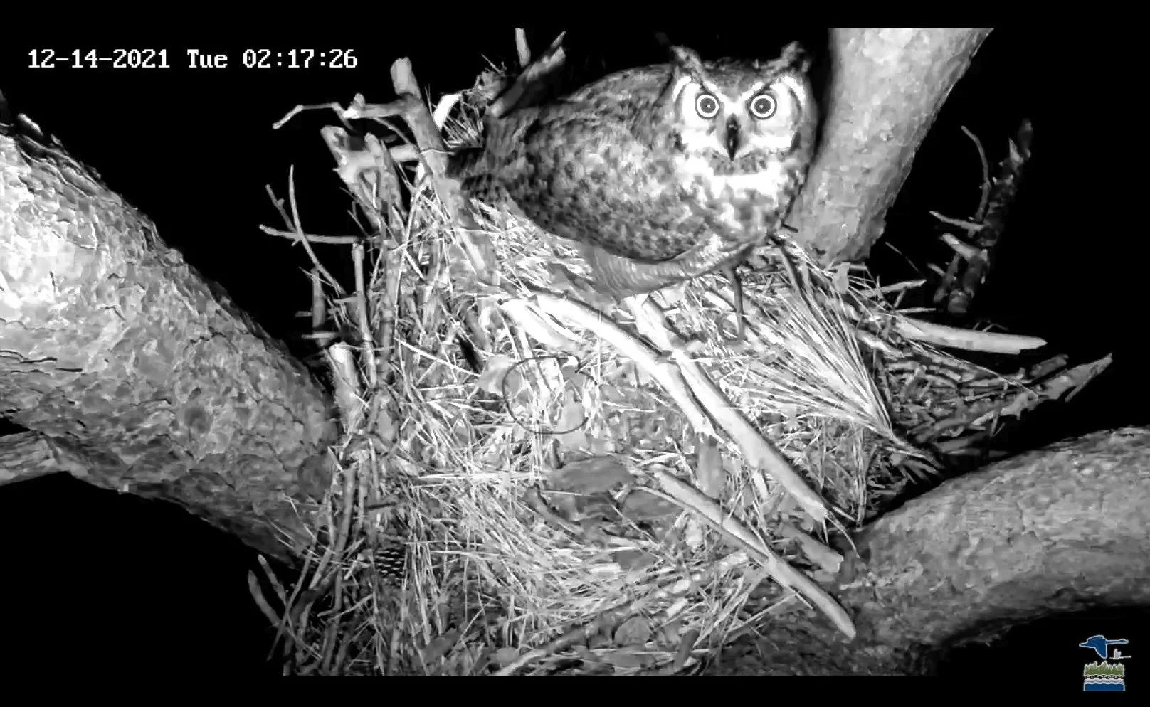 Nighttime photo of an owl in a nest on a tree branch, with a smaller bird nearby, captured by a trail camera.