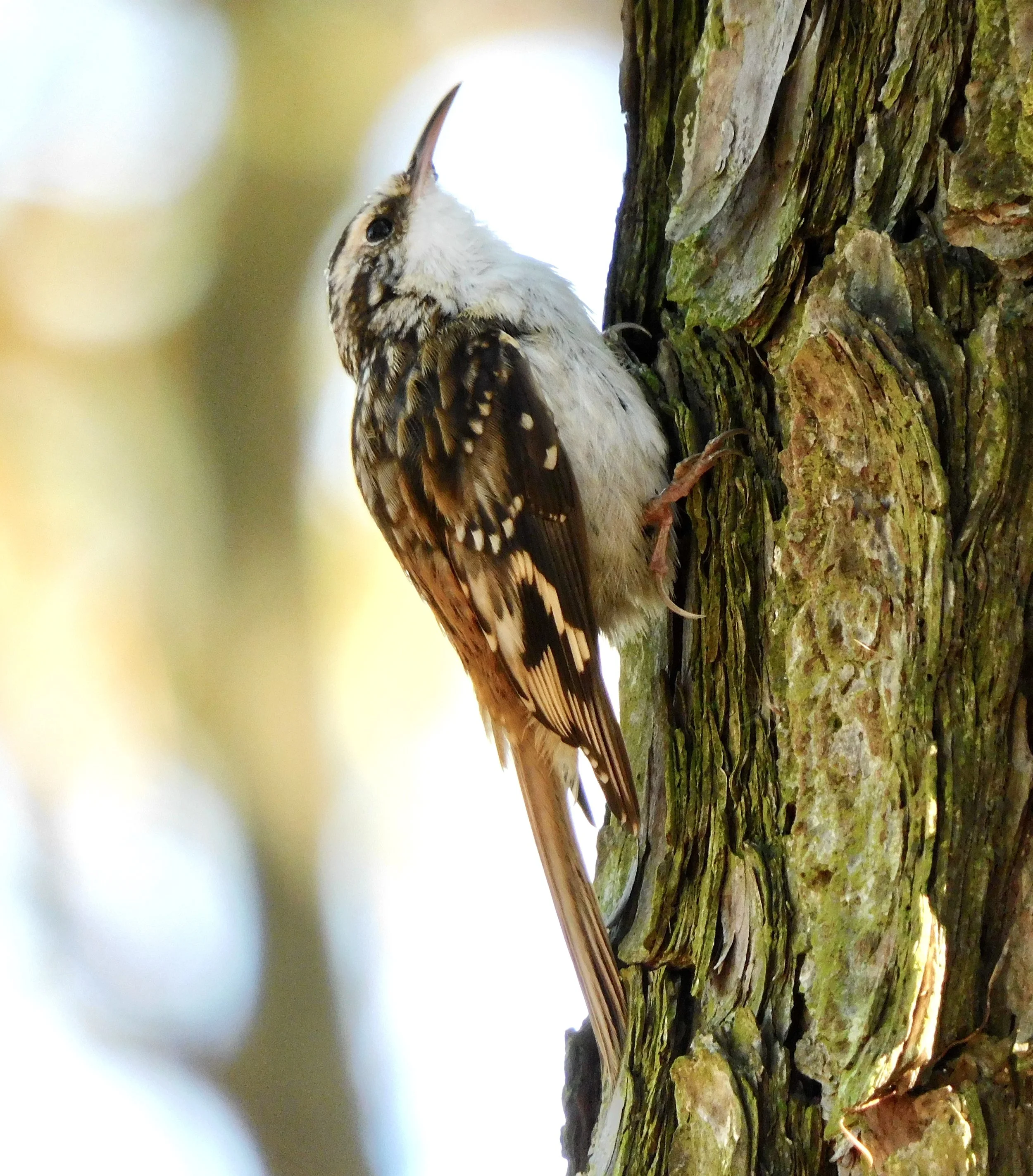 Brown Creeper