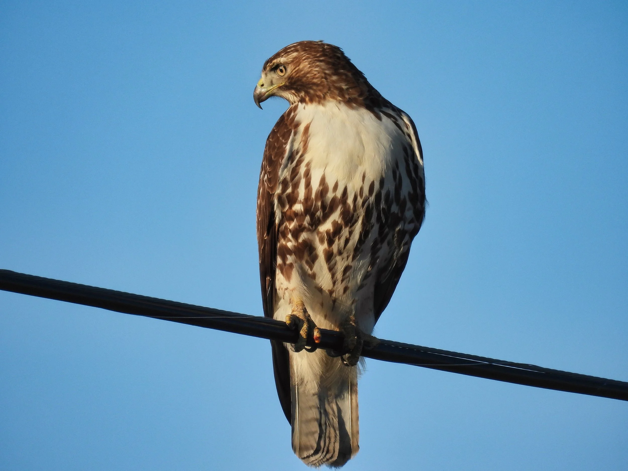 Red-tailed Hawk - ID - RTHA28new