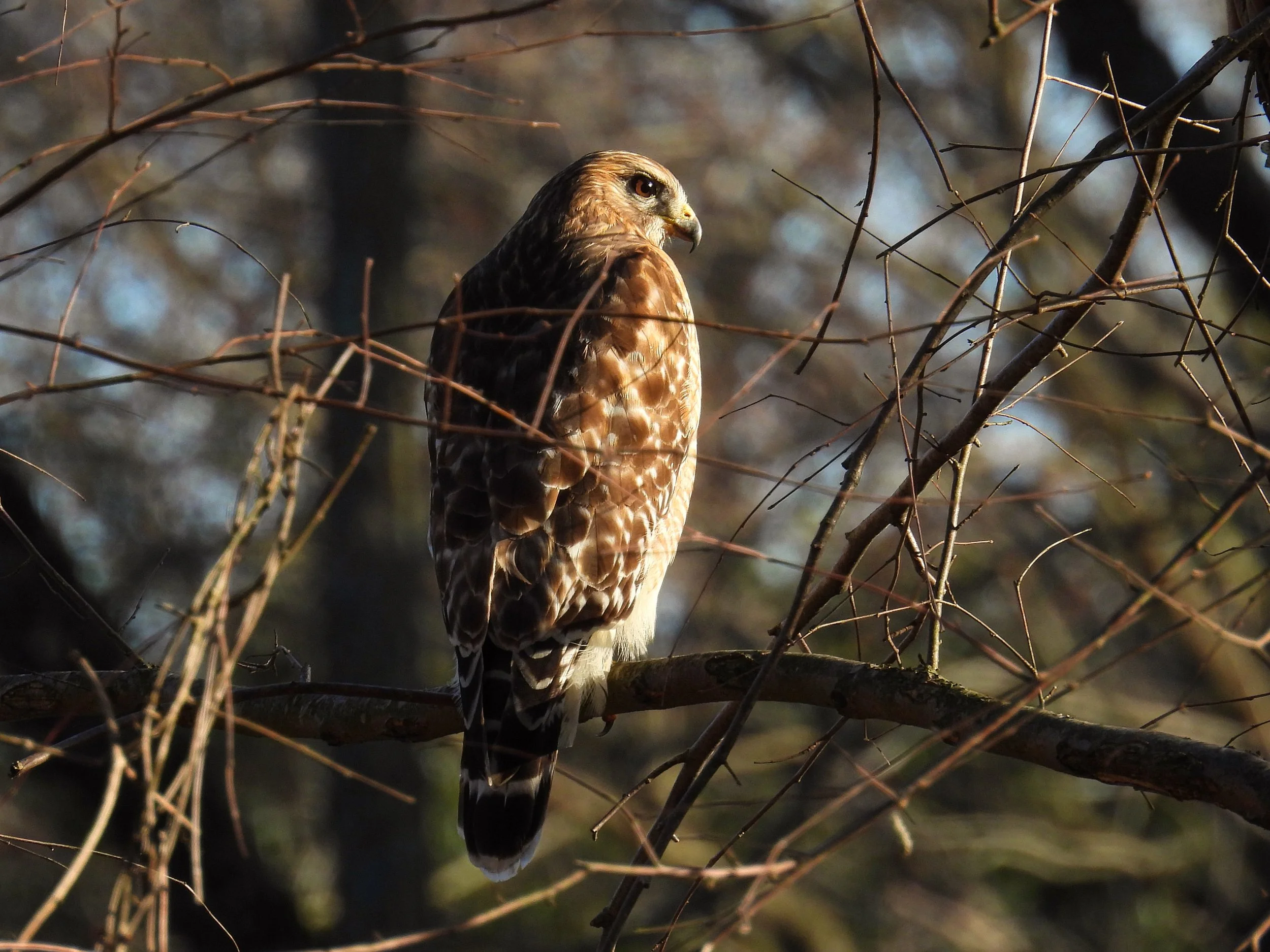 Red-shouldered Hawk