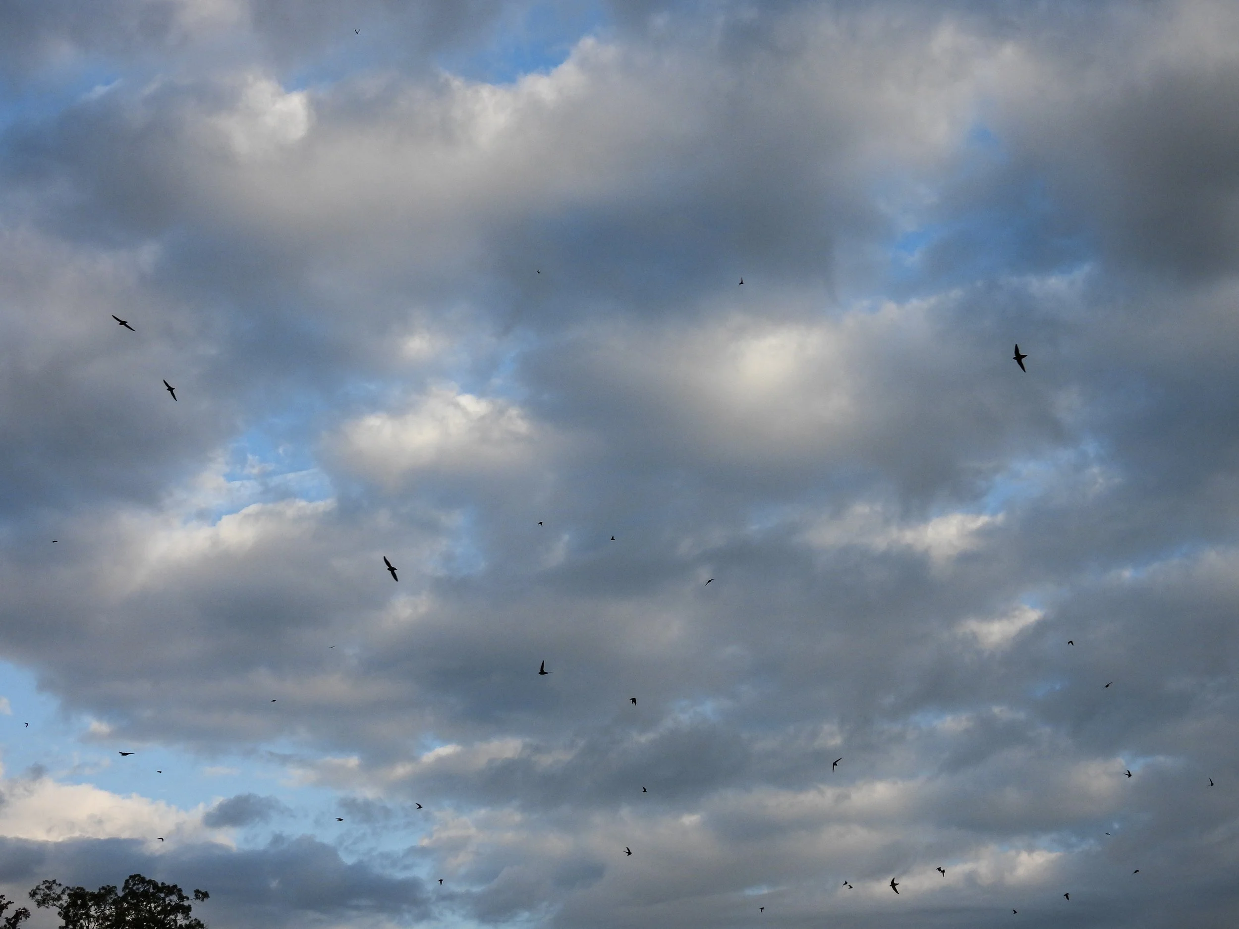 Chimney Swifts