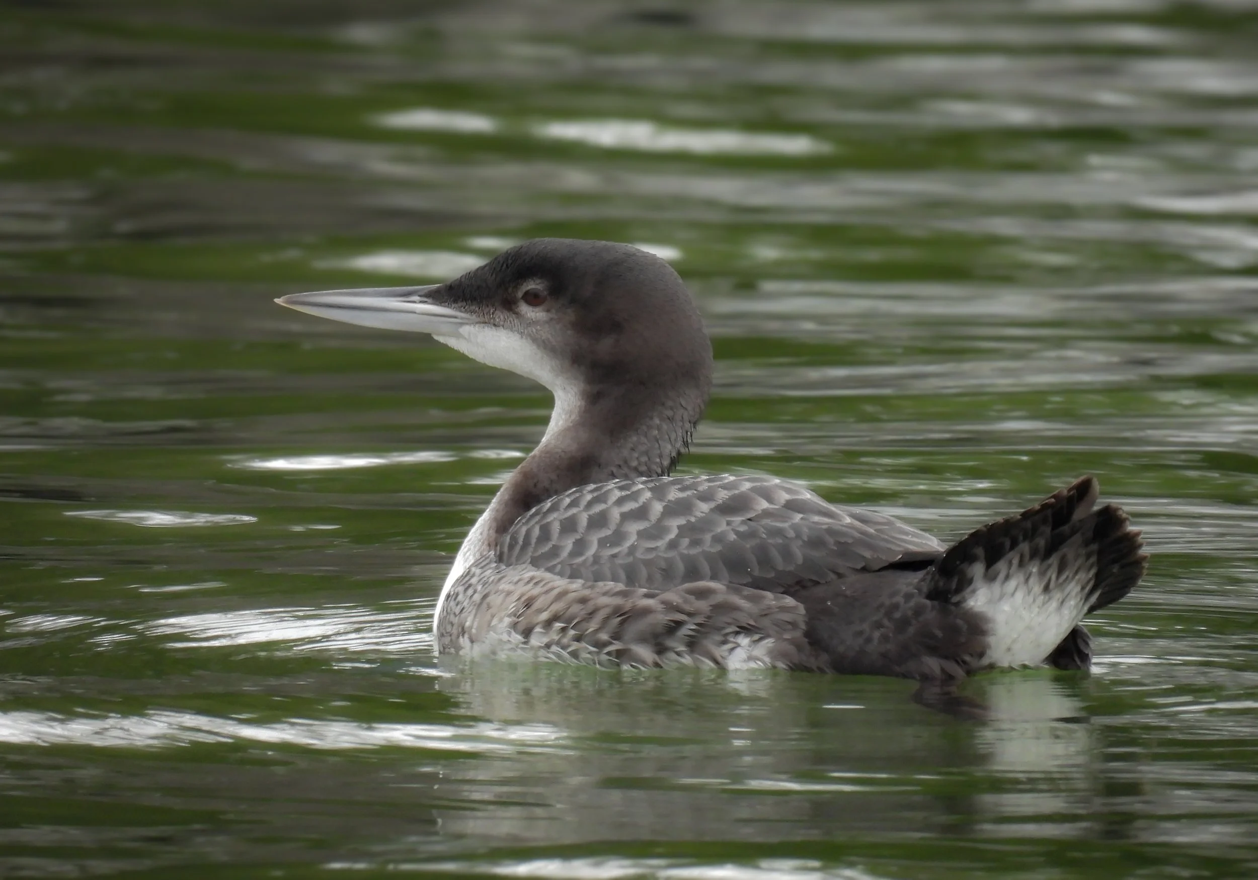 Common Loon