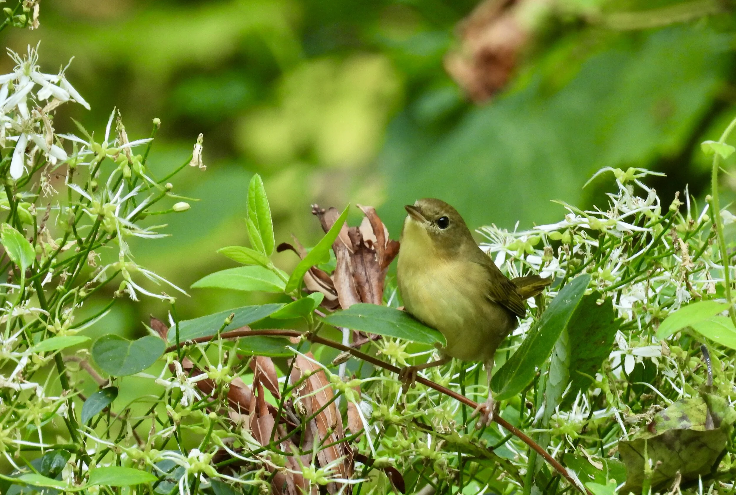 ID - COYE26 - QAC-09-11-21/F