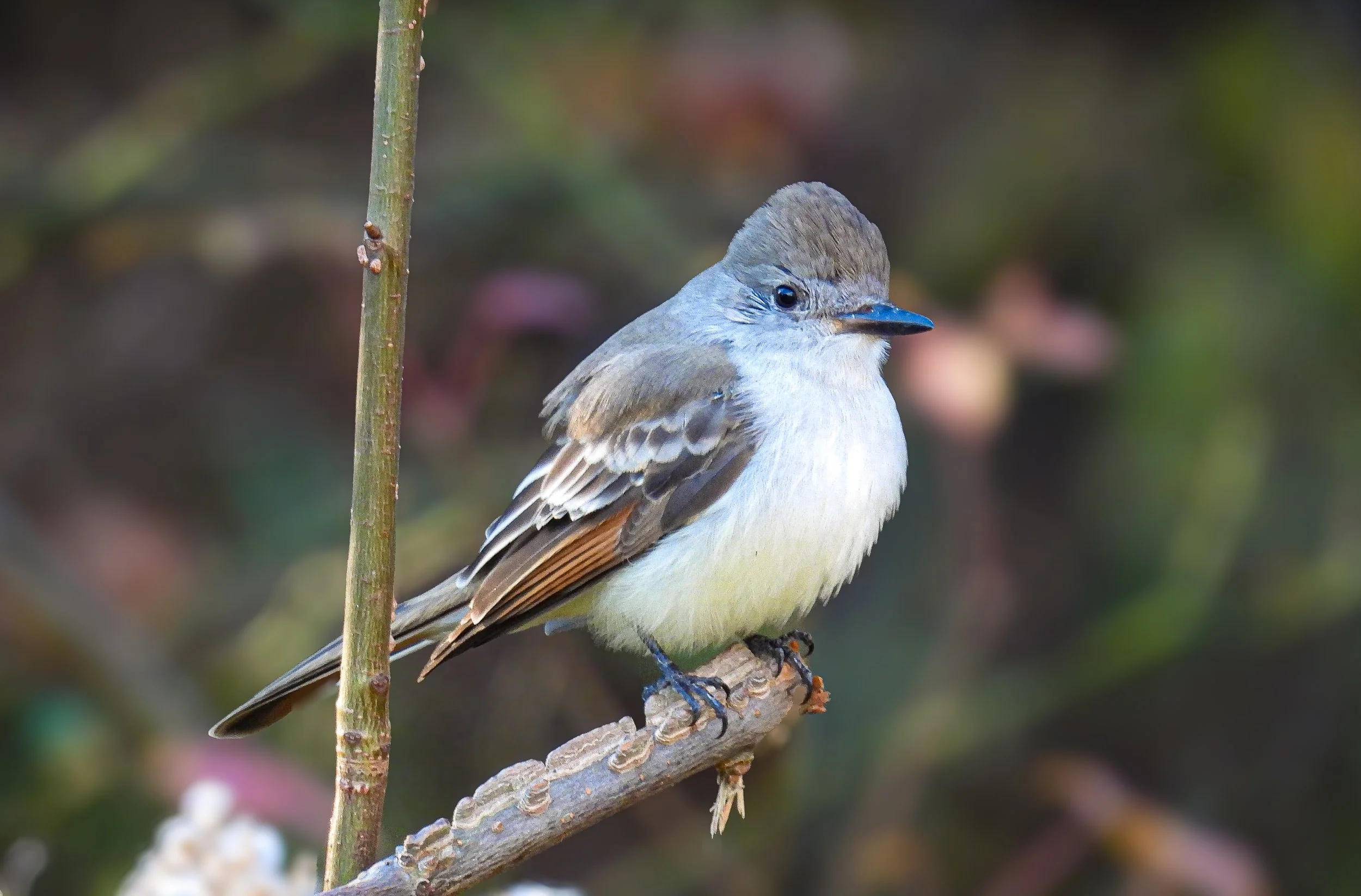A small bird perched on a branch with red berries, against a background of leafless trees and blue sky.