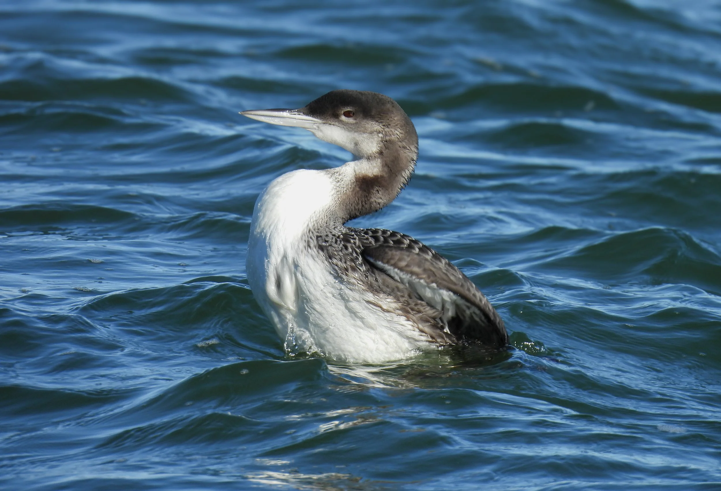 ID - COLO34-A couple days later the fishing lore was gone.