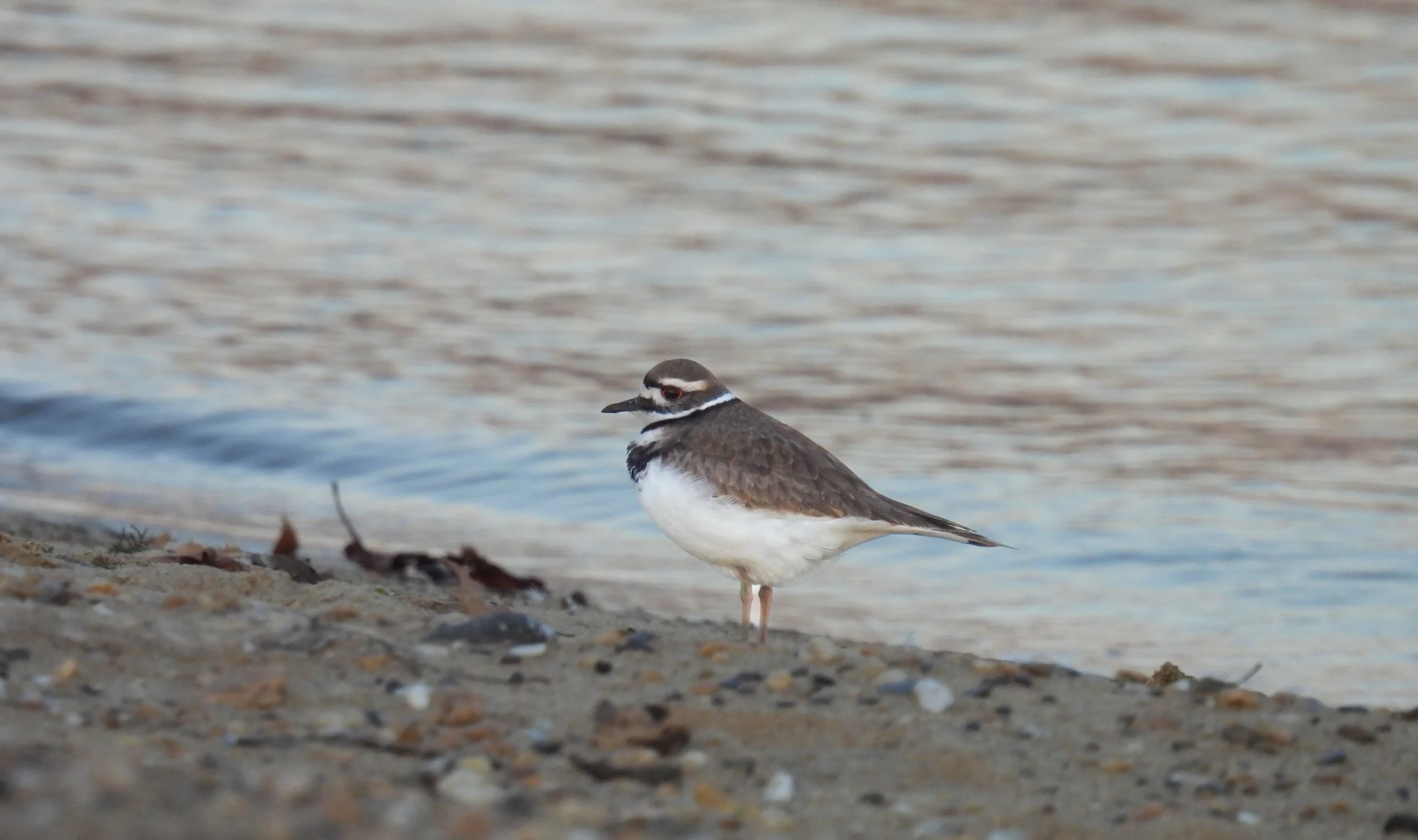 Killdeer - ID - KILL23
