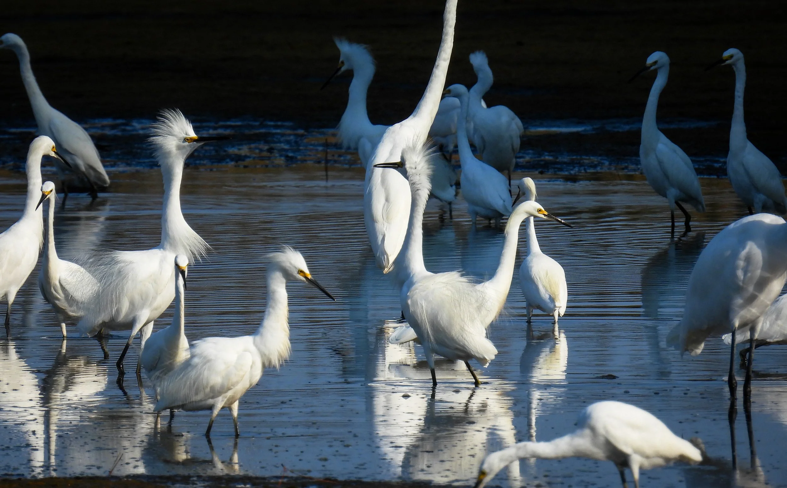 ID - shorebirds27