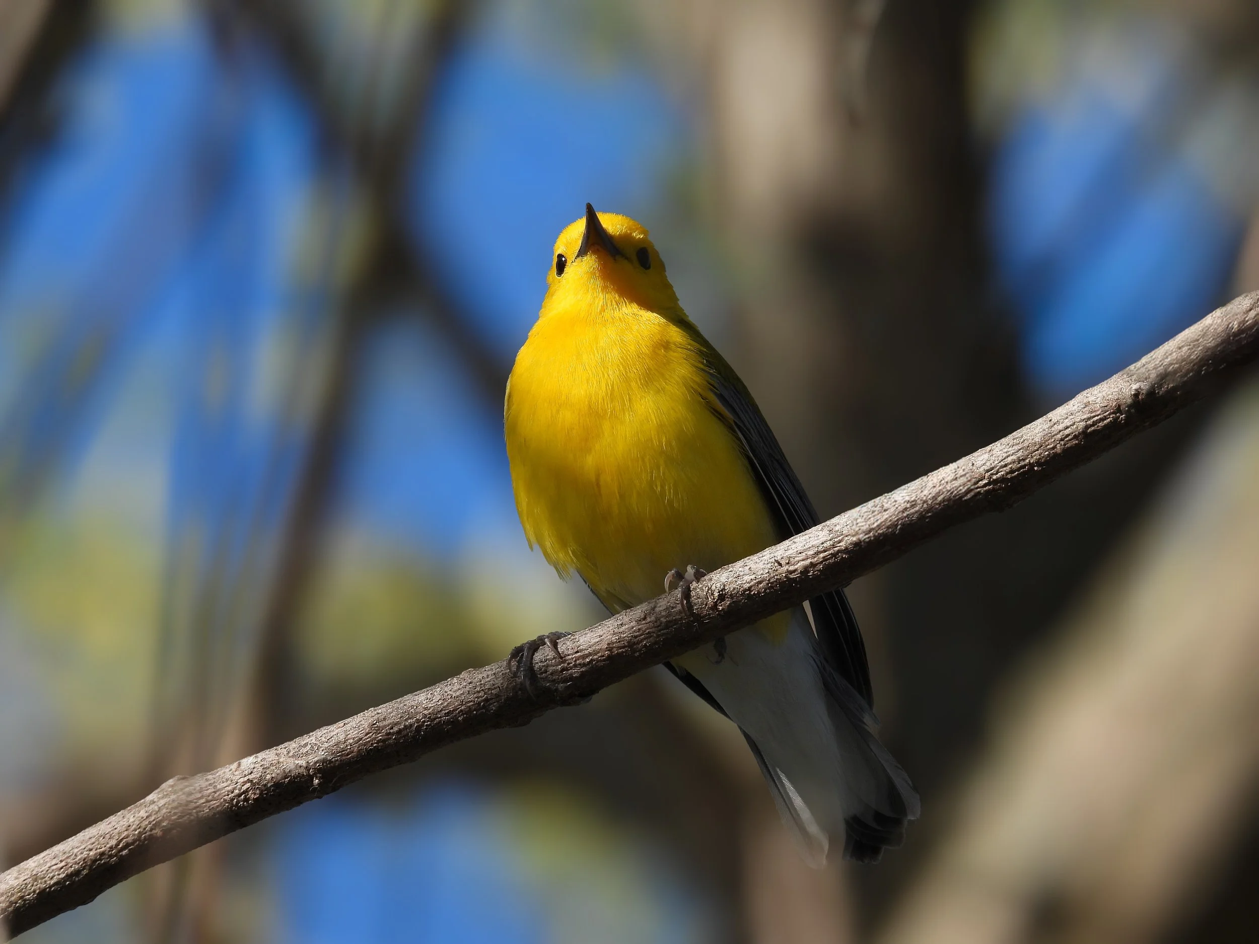 Prothonotary Warbler - ID - PROW9new