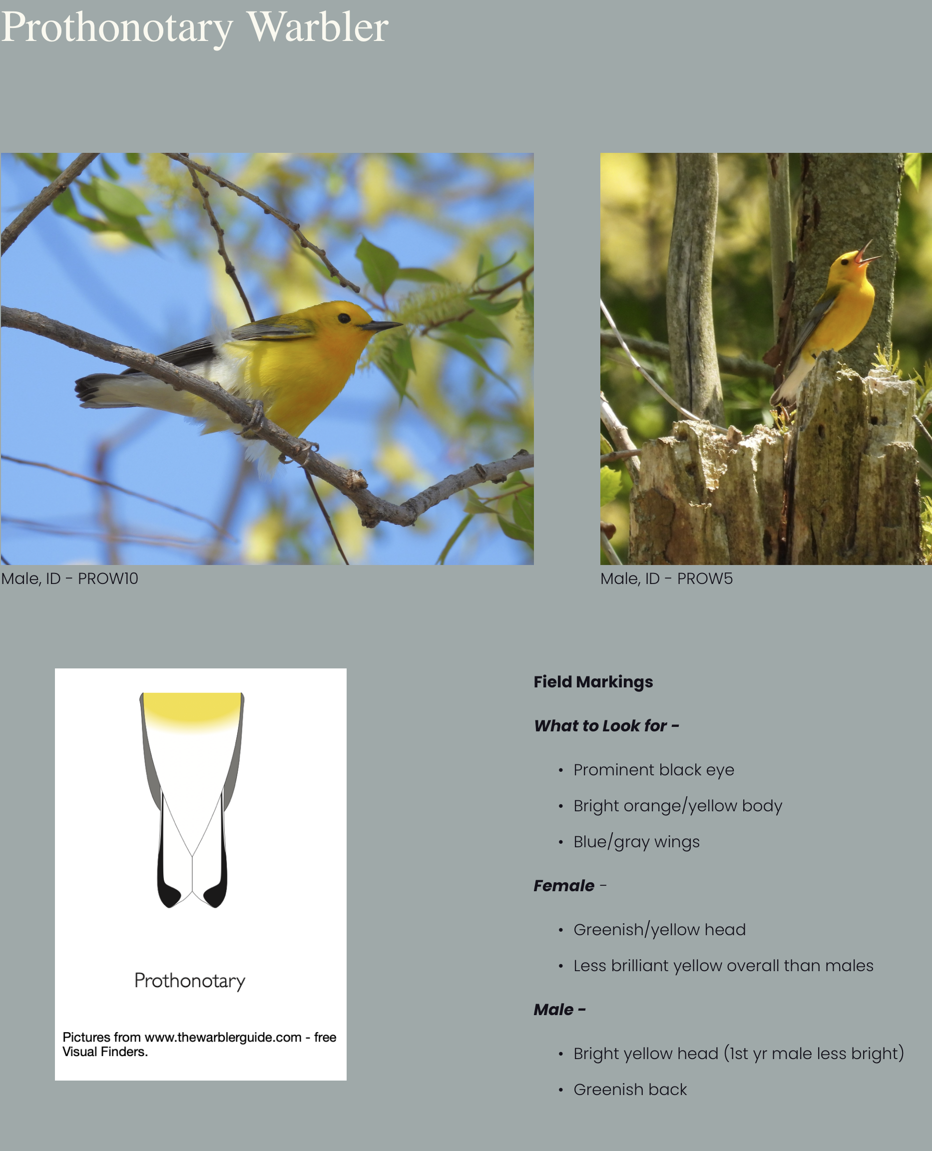 Infographic about Prothonotary Warbler featuring two photos of the bird, a diagram of its tail markings, and identification tips. The male Prothonotary Warbler has bright yellow plumage, prominent black eye, and blue-gray wings, while the female has a greenish-yellow head and less yellow overall.