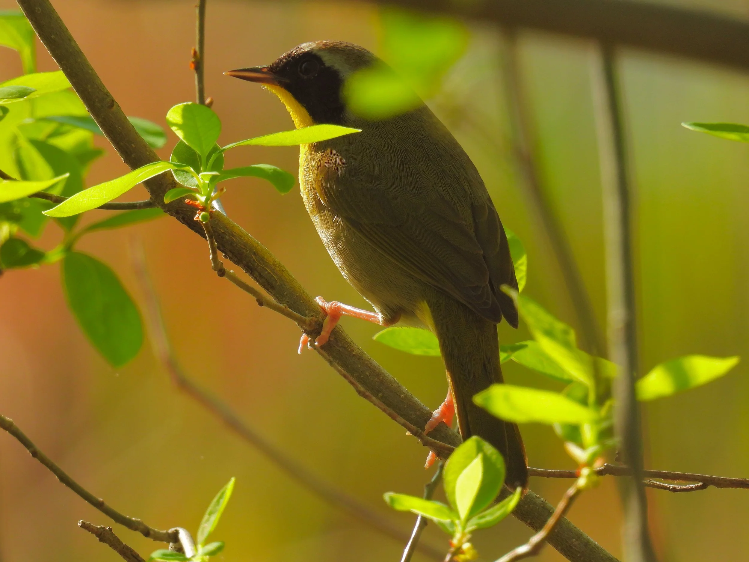 ID - COYE32 - QAC-05-02-22/M