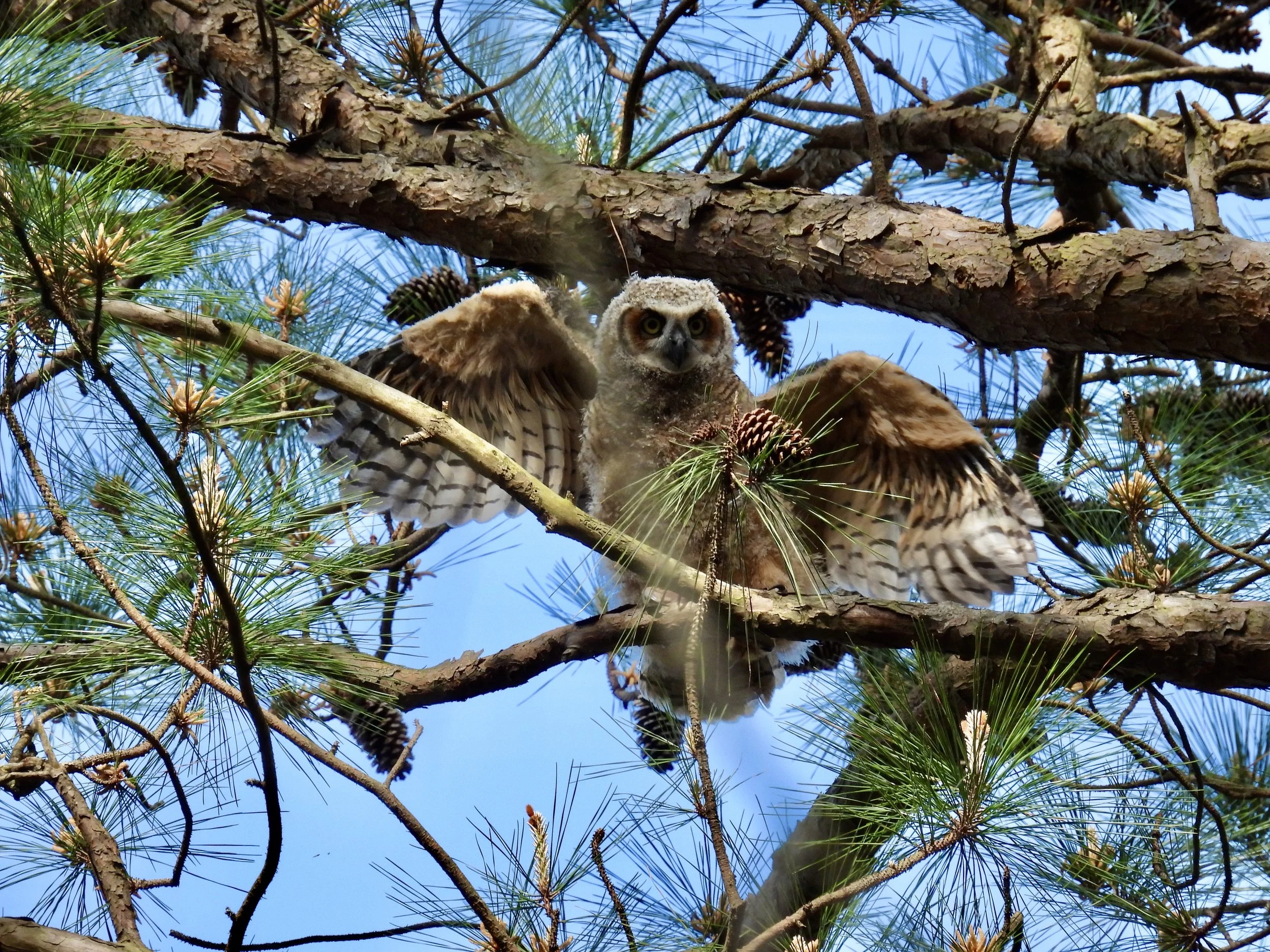 Segment 8 - Branching & Fledging — Birding Pictures
