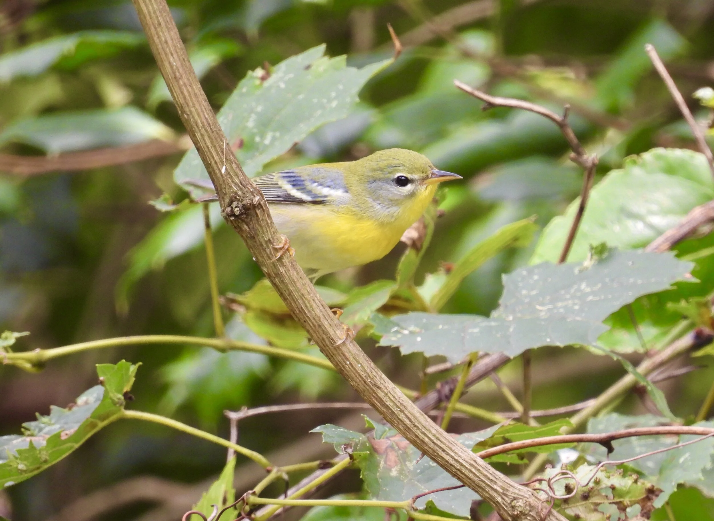 ID - NOPA2 - QAC-09-04-21/F