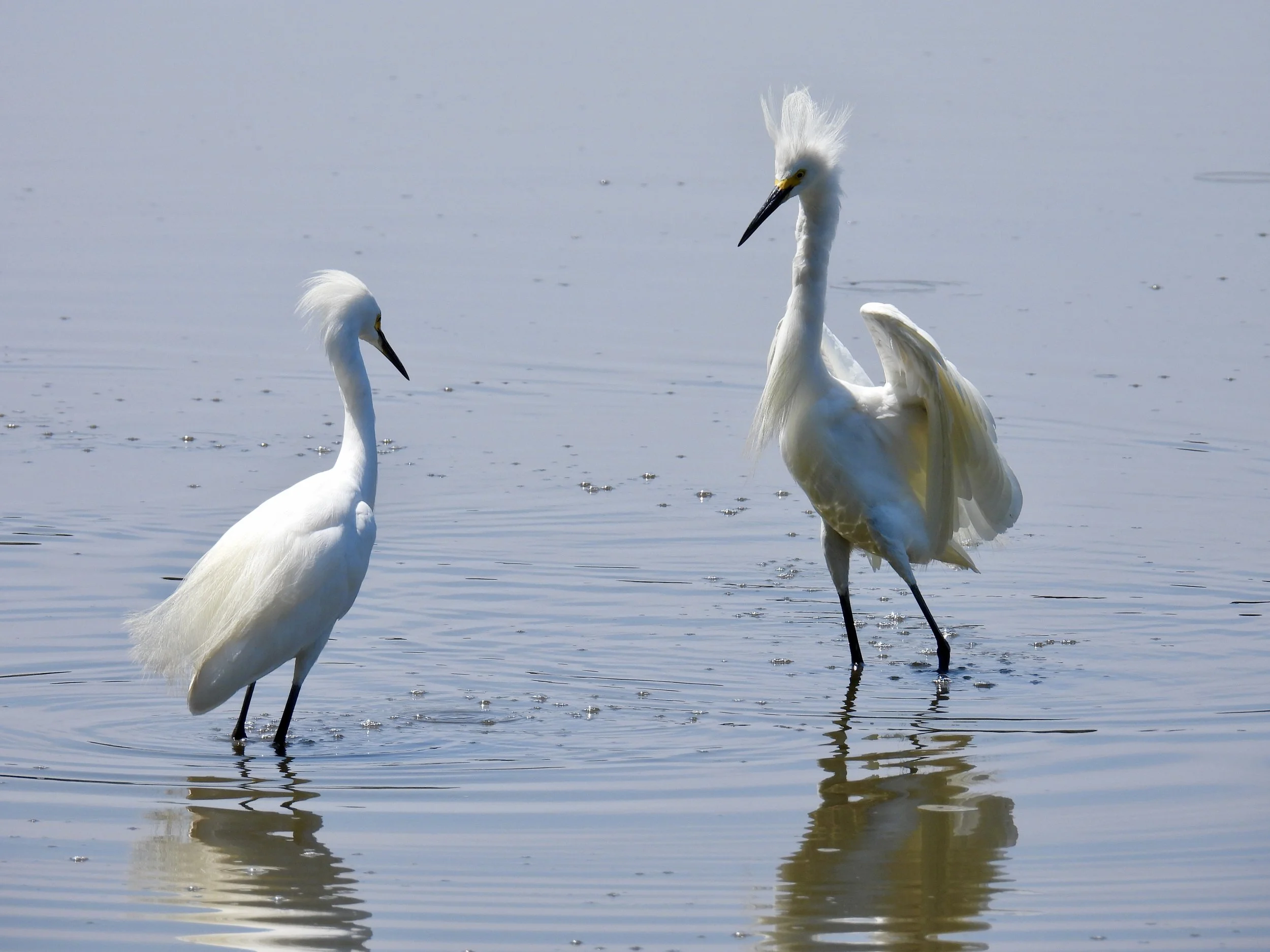 Snowy Egret