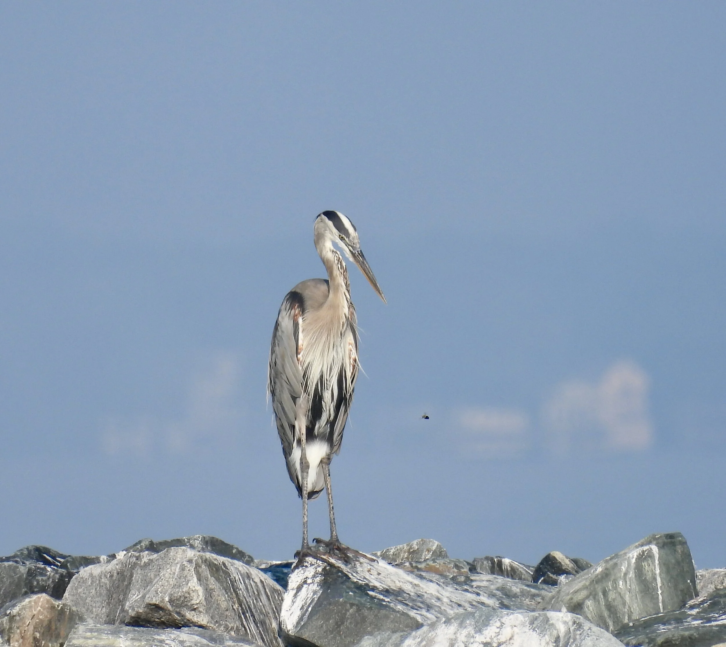ID - GBHE21 - He is looking at a bee.