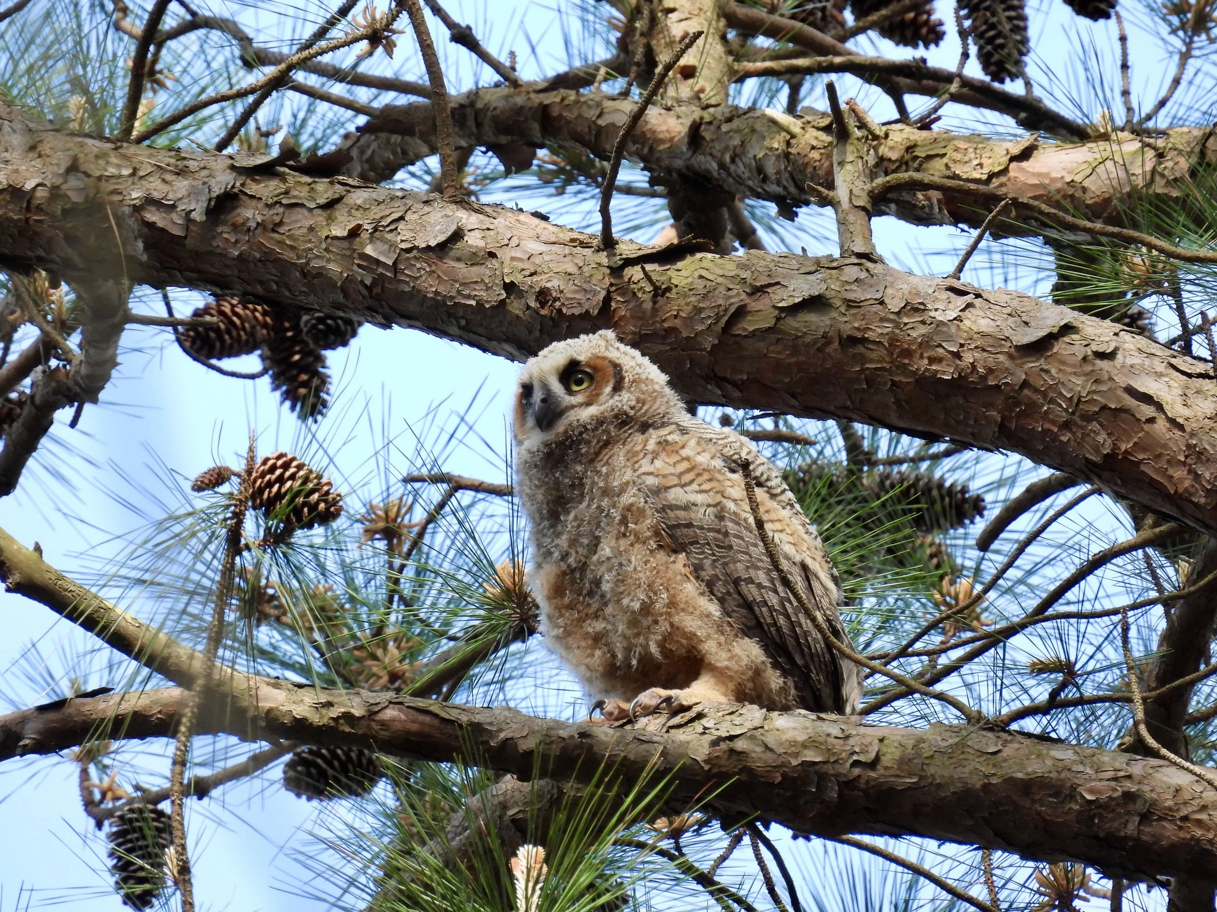 A young owl perched on a pine tree branch surrounded by pinecones and needles, with a clear blue sky in the background.