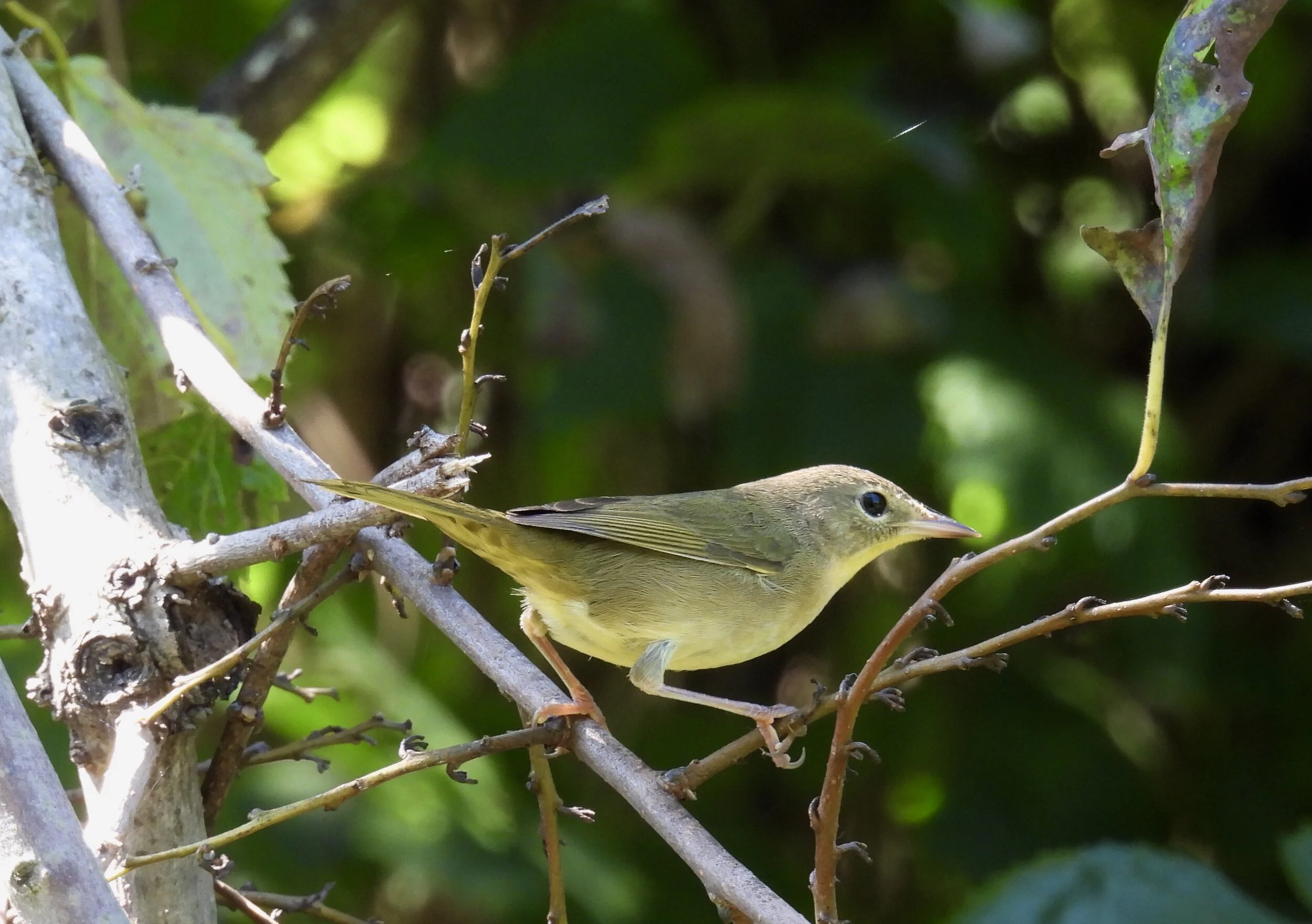 ID - COYE31 - QAC-09-12-21/F