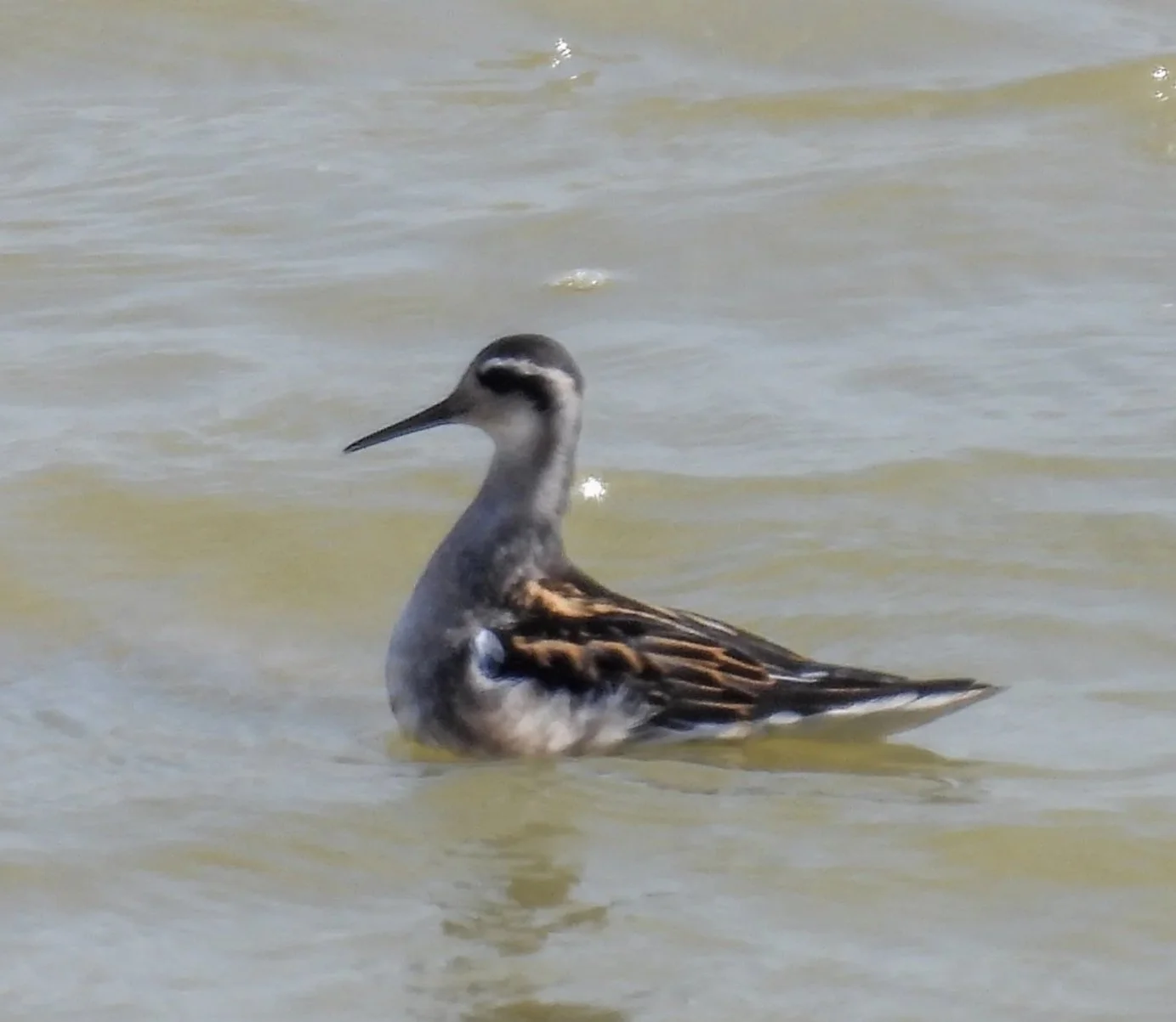A solitary bird, possibly a type of duck, swimming in a calm body of water with a mirror-like reflection, surrounded by blurred green foliage.