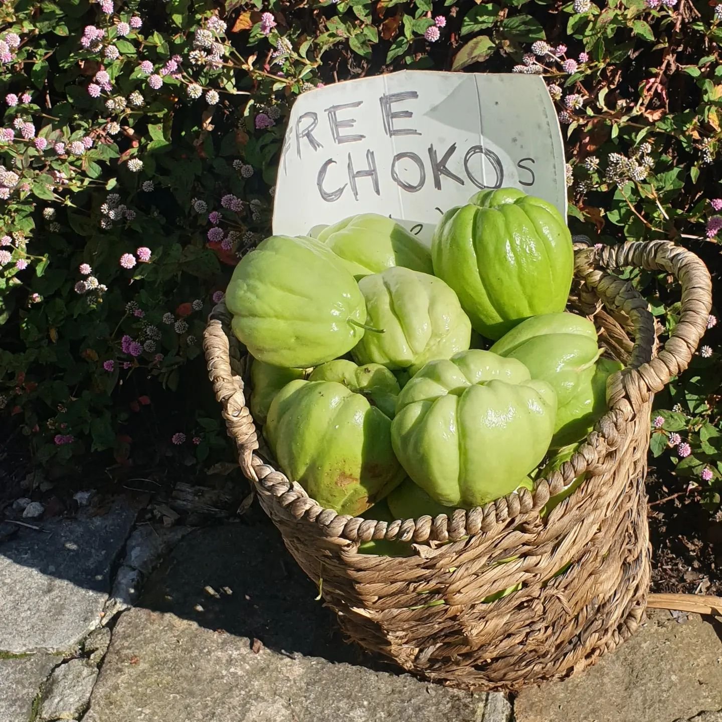 Yep it's that time of year again! My spirit vegetable (well really a fruit) is once again providing it's bountiful harvest.🌱 If you live in the hood, you know where to find this free food!

Growing chokoes has saved so much $$ in groceries over the 
