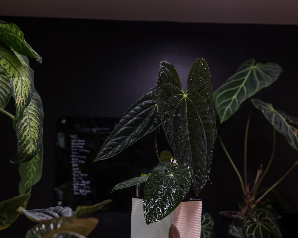 その他 1980s Taro & Anthurium Tropical Carving その他 1980s Taro & Anthurium Tropical Carving その他 1980s Taro